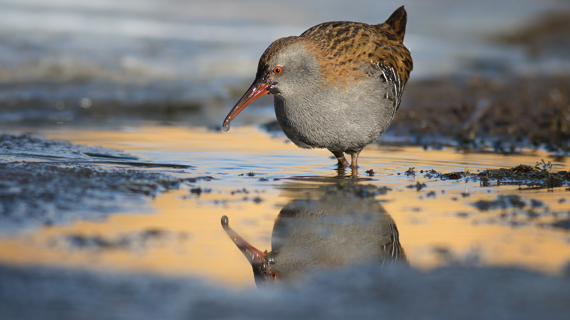 Sukılavuzu » Water Rail » Rallus aquaticus