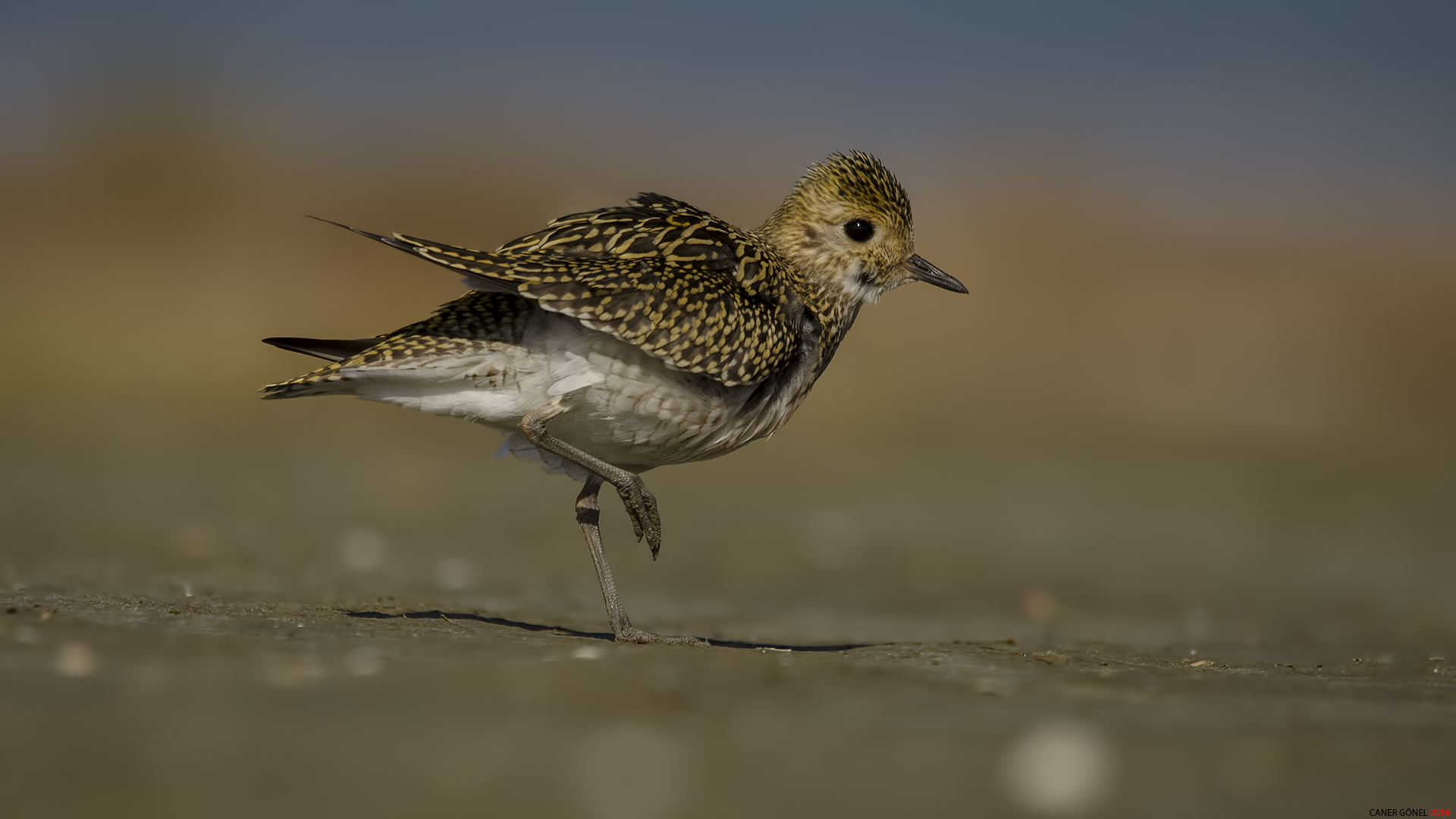 Altın yağmurcun » European Golden Plover » Pluvialis apricaria