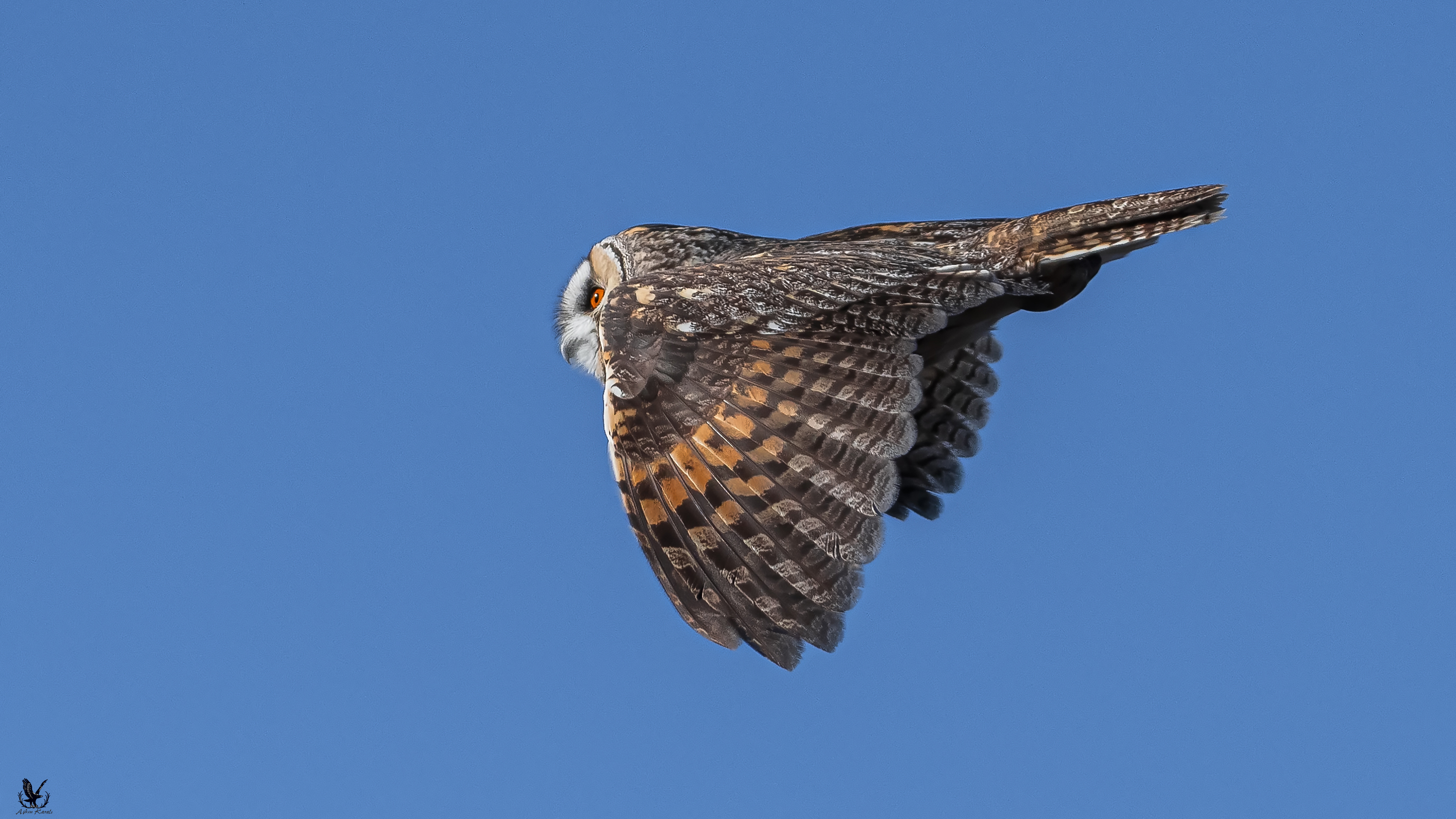 Kulaklı orman baykuşu » Long-eared Owl » Asio otus