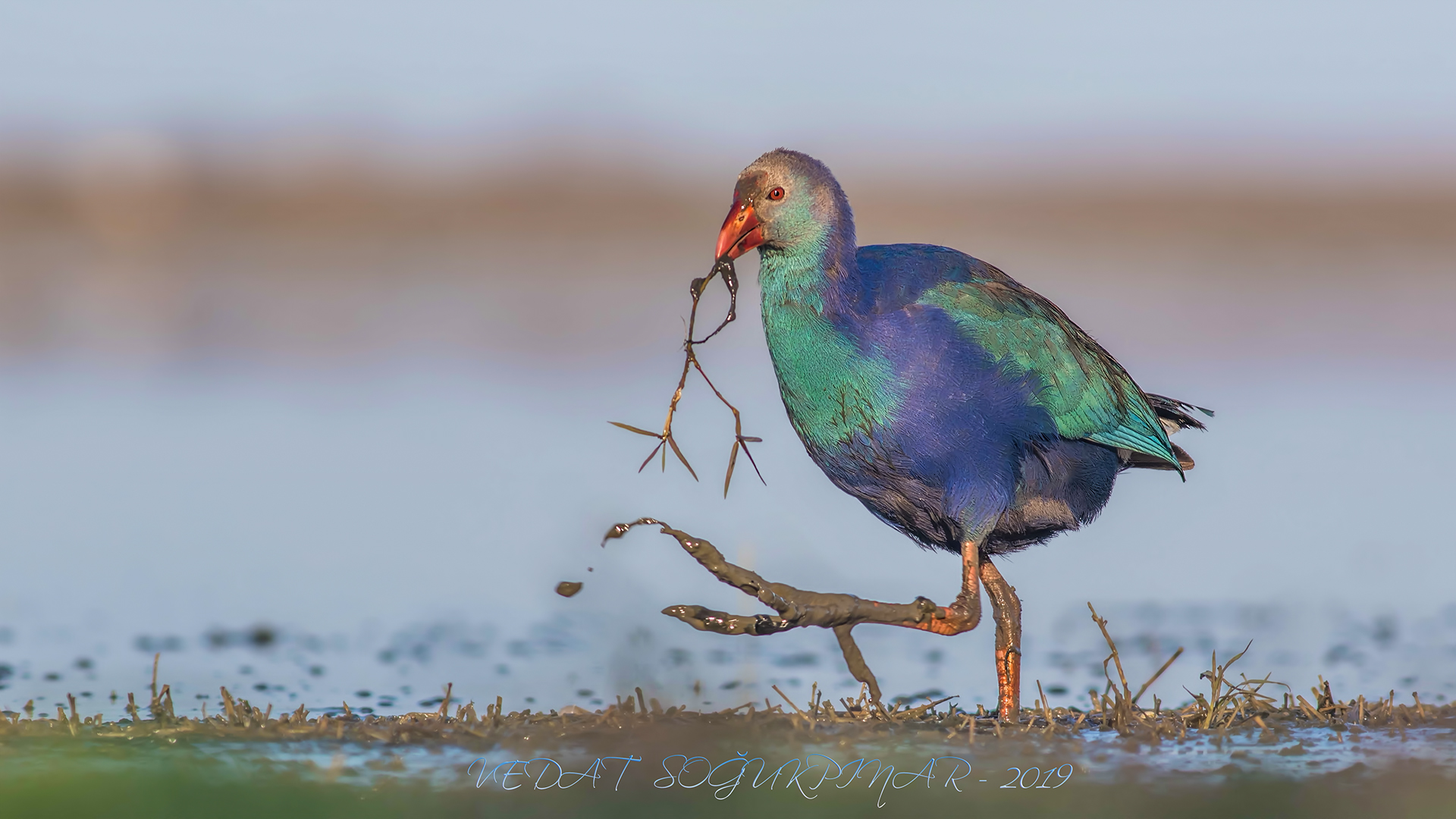 Sazhorozu » Purple Swamphen » Porphyrio porphyrio