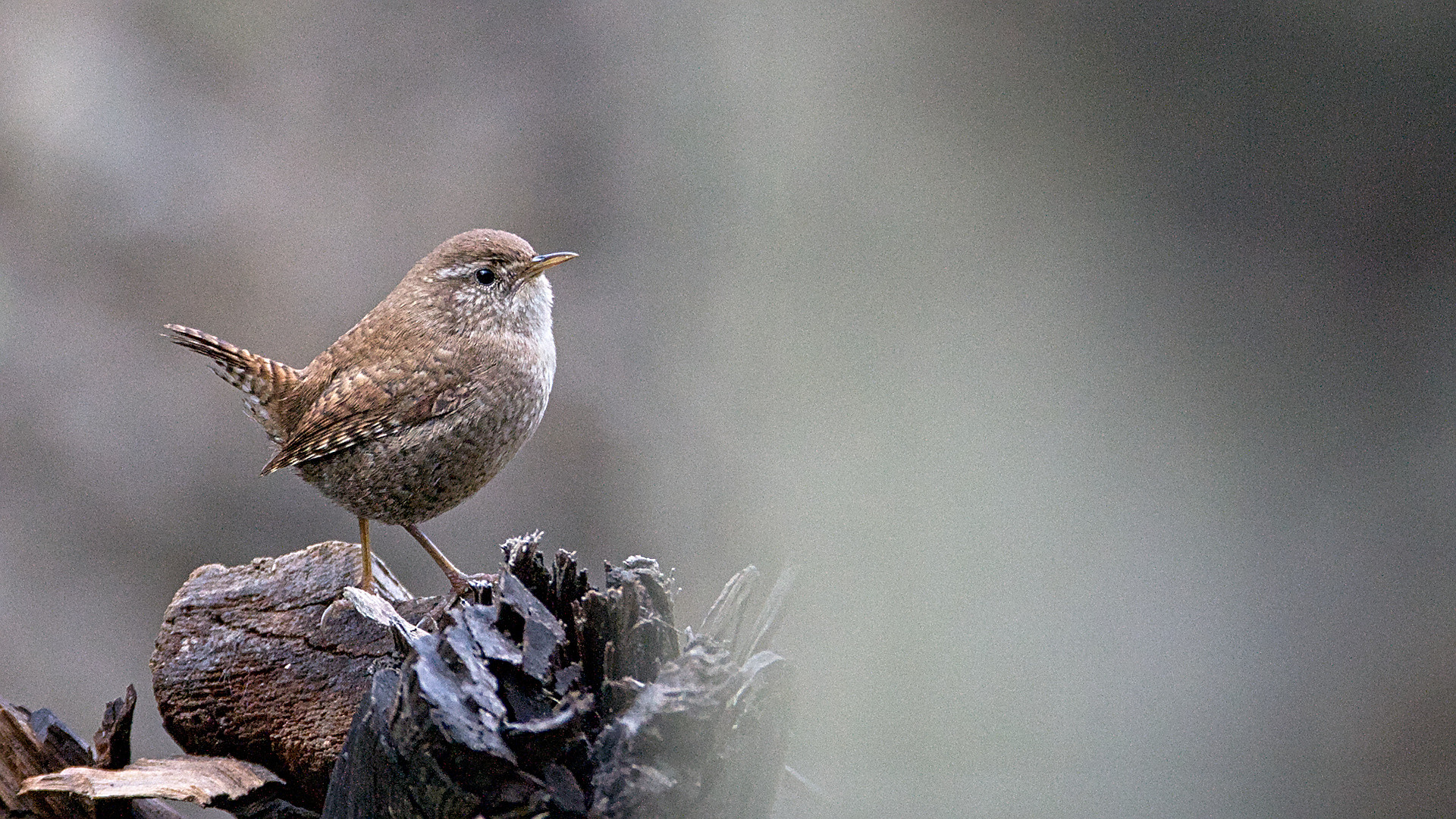 Çitkuşu » Eurasian Wren » Troglodytes troglodytes