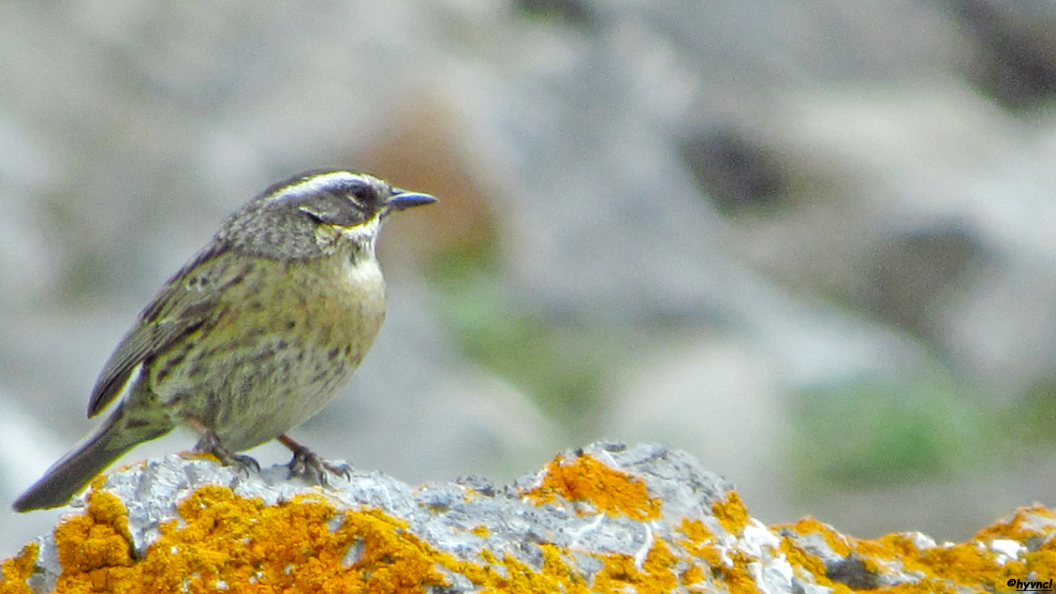 Sürmeli dağbülbülü