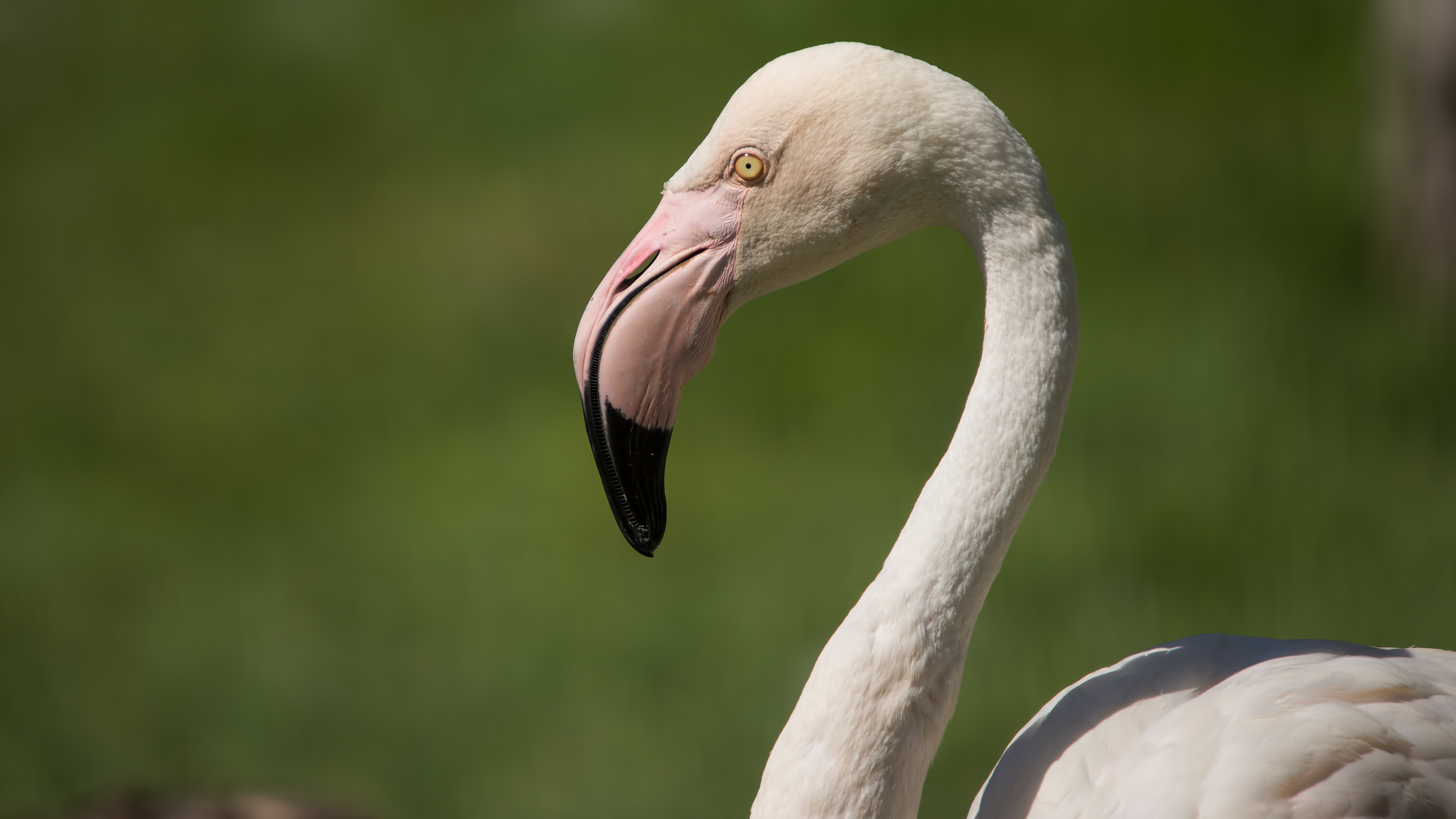 Flamingo » Greater Flamingo » Phoenicopterus roseus