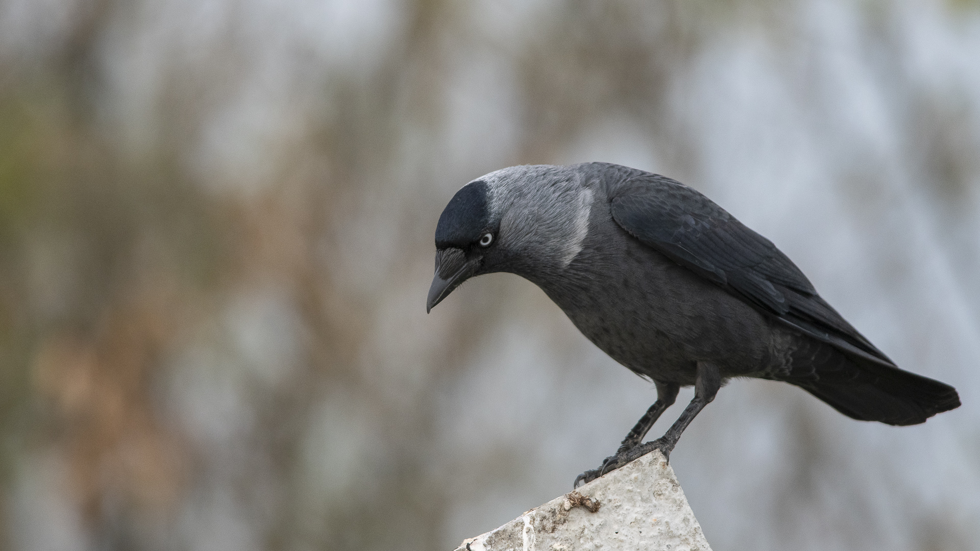 Küçük karga » Western Jackdaw » Coloeus monedula