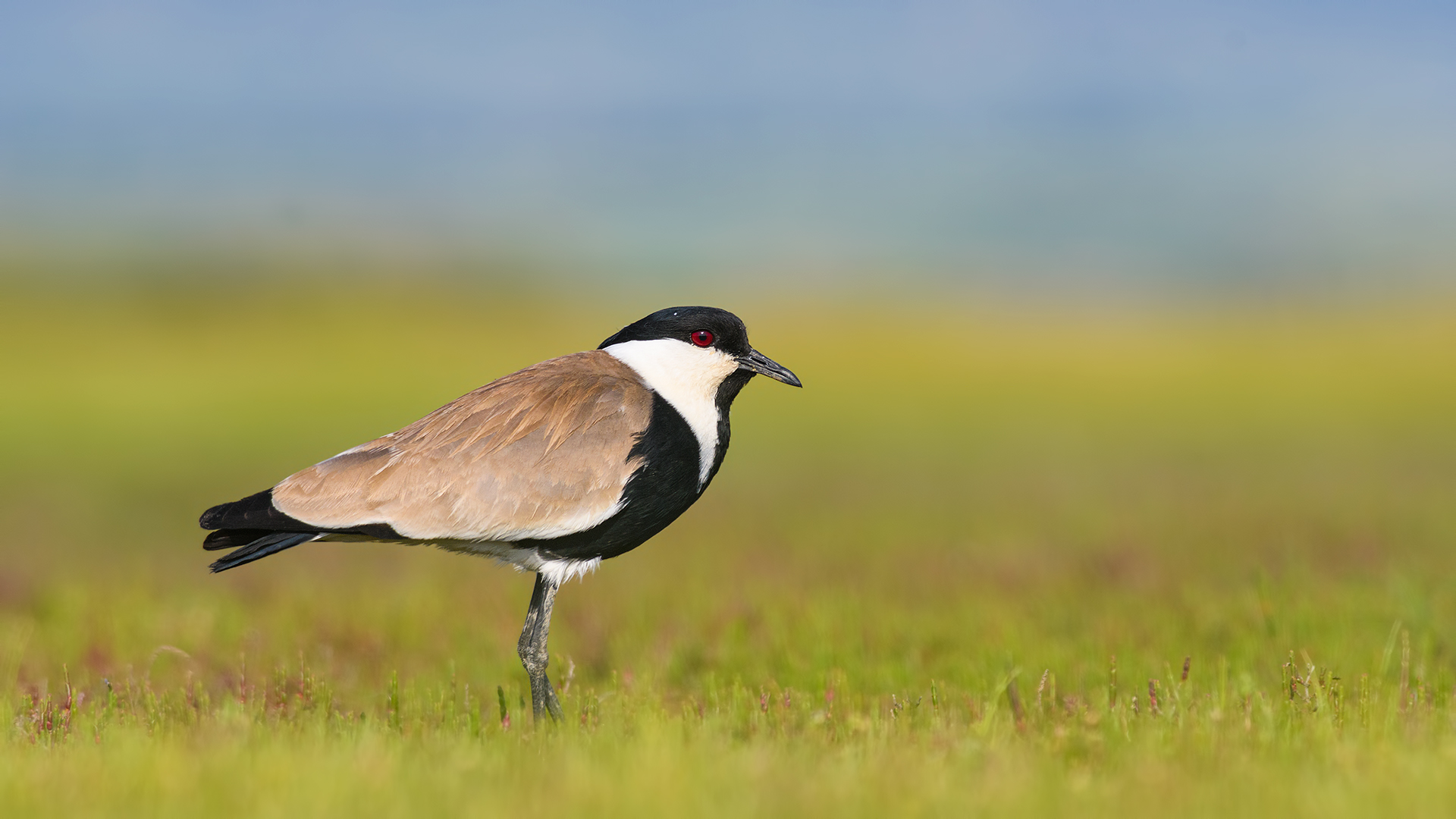 Mahmuzlu kızkuşu » Spur-winged Lapwing » Vanellus spinosus