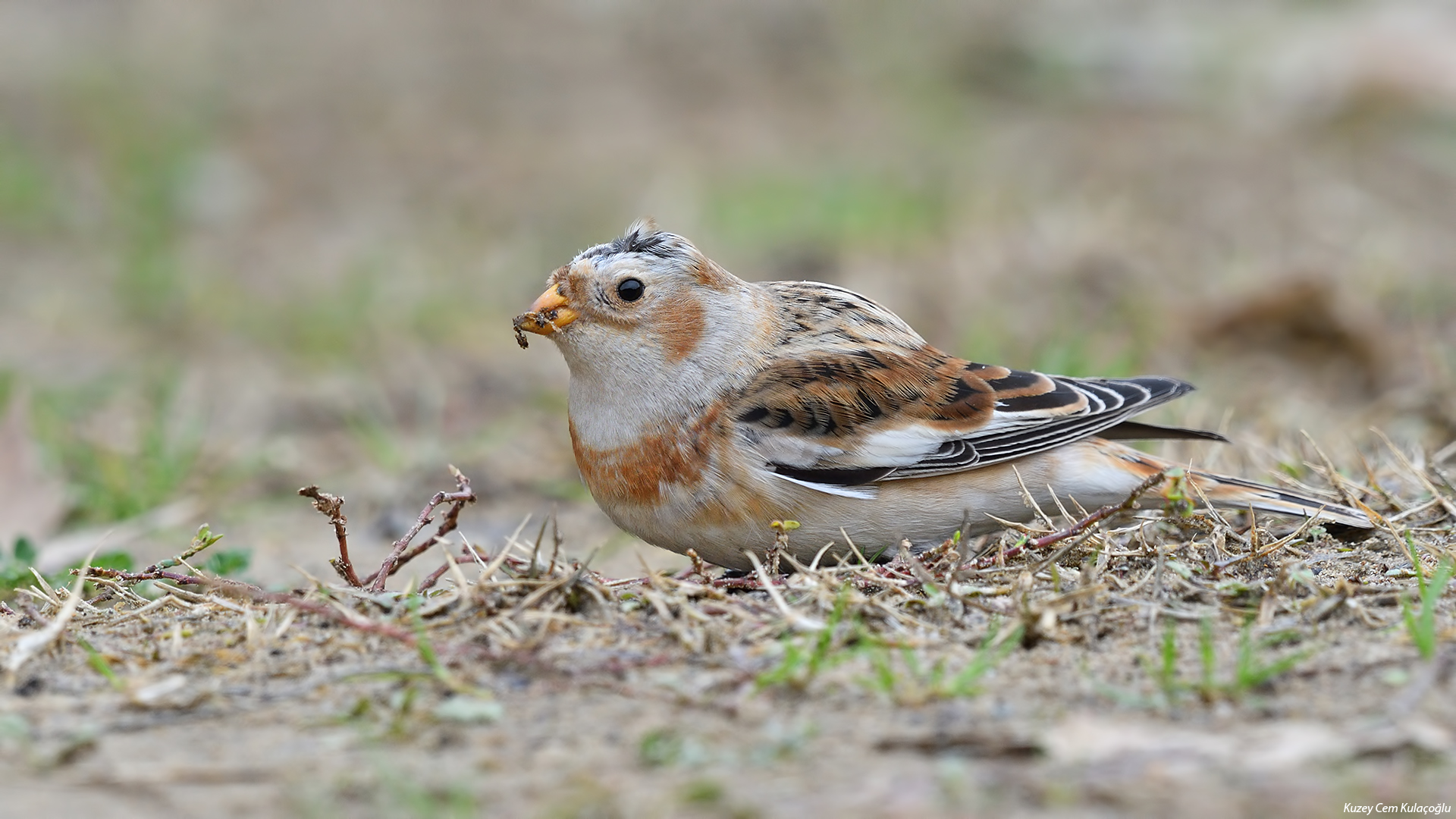 Alaca kirazkuşu » Snow Bunting » Plectrophenax nivalis