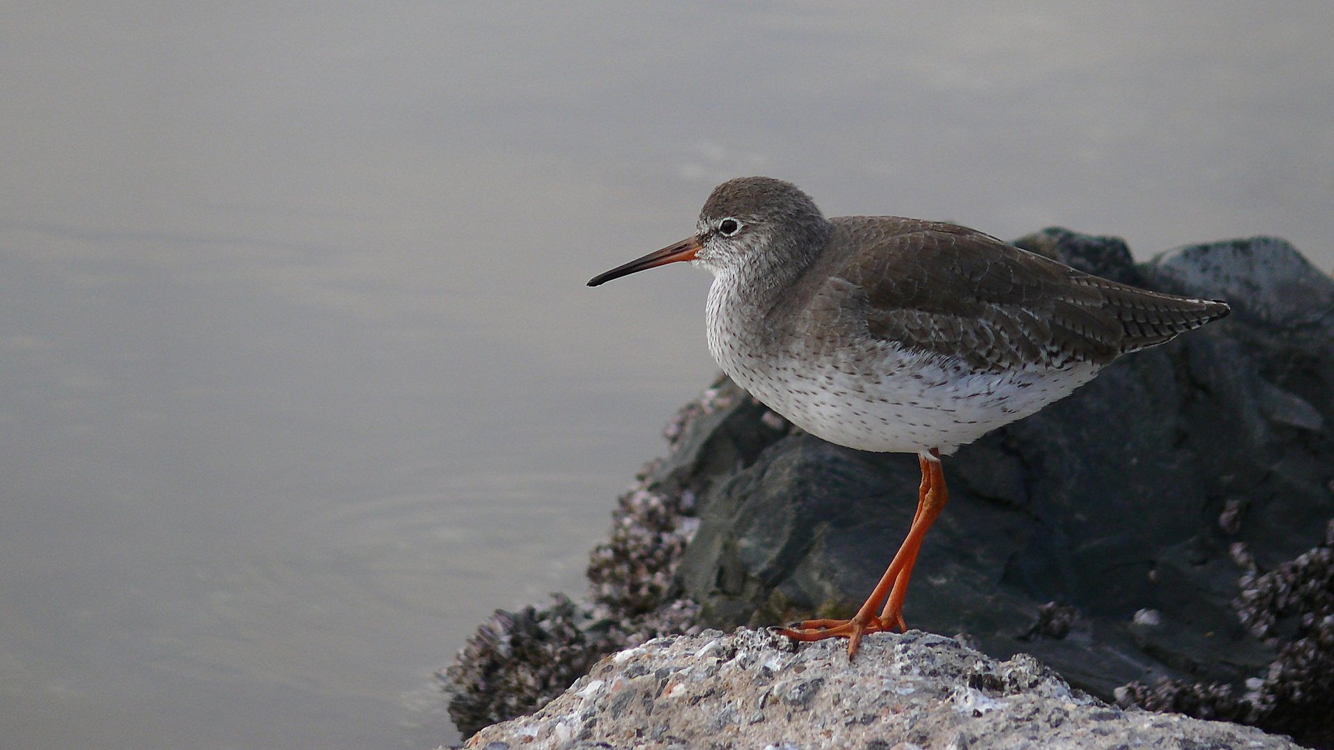 Kızılbacak » Common Redshank » Tringa totanus