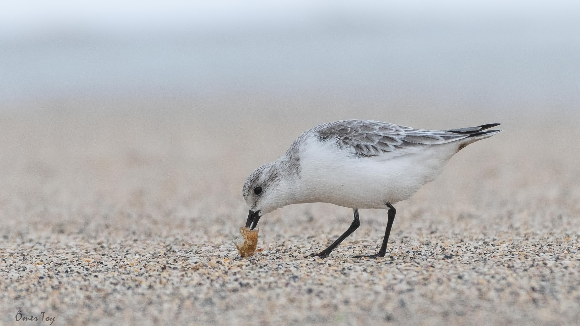 Ak kumkuşu » Sanderling » Calidris alba