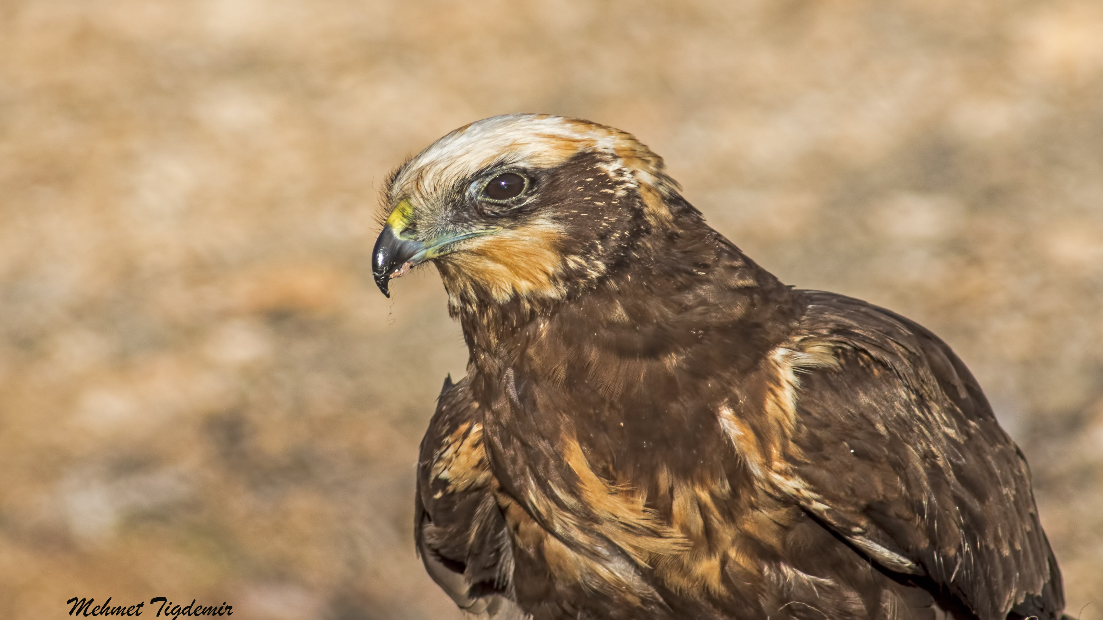 Saz delicesi » Western Marsh Harrier » Circus aeruginosus