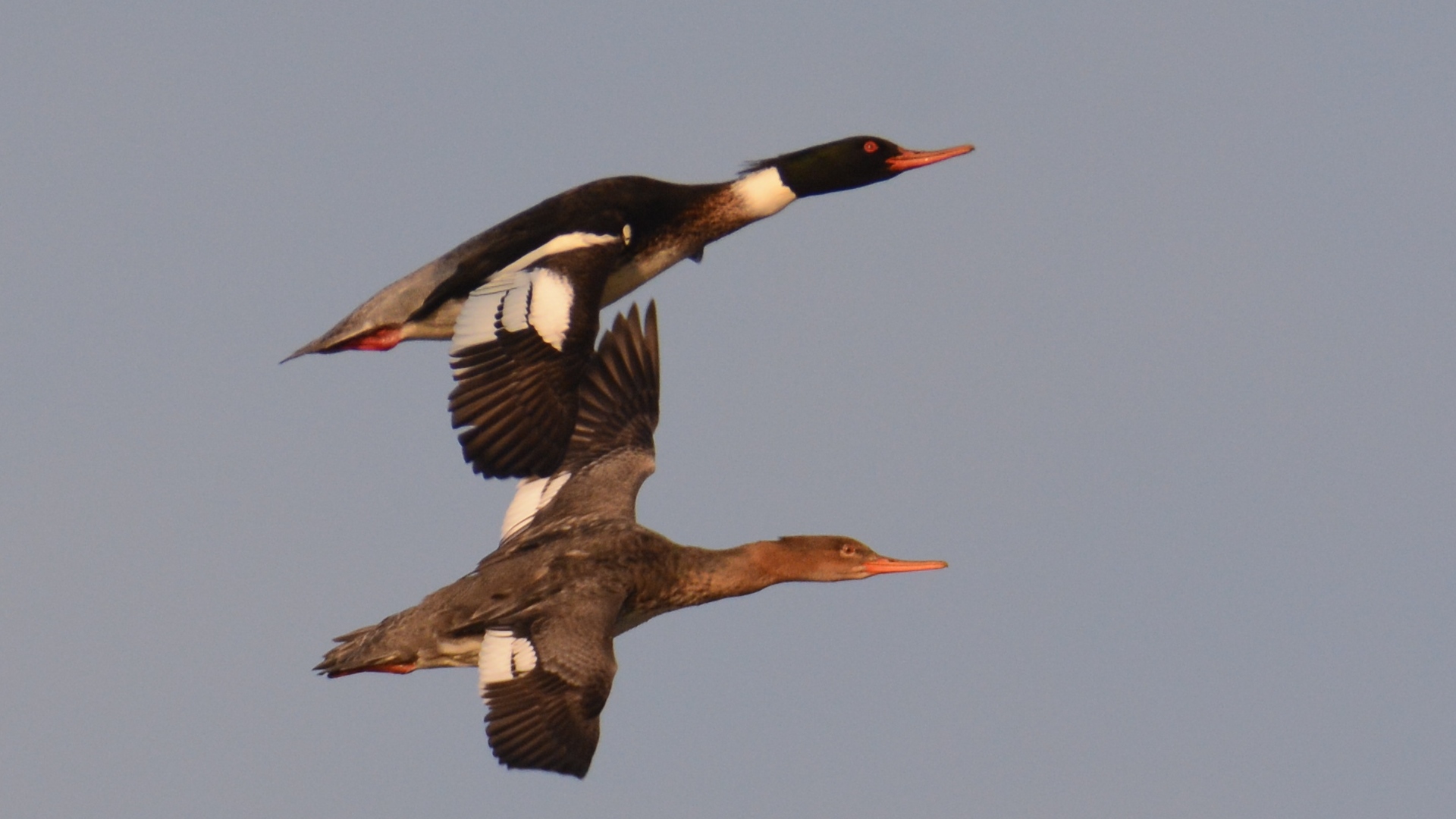 Tarakdiş » Red-breasted Merganser » Mergus serrator