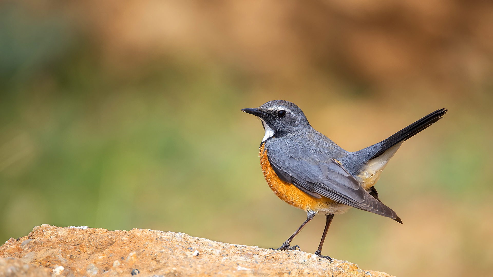 Taşbülbülü » White-throated Robin » Irania gutturalis