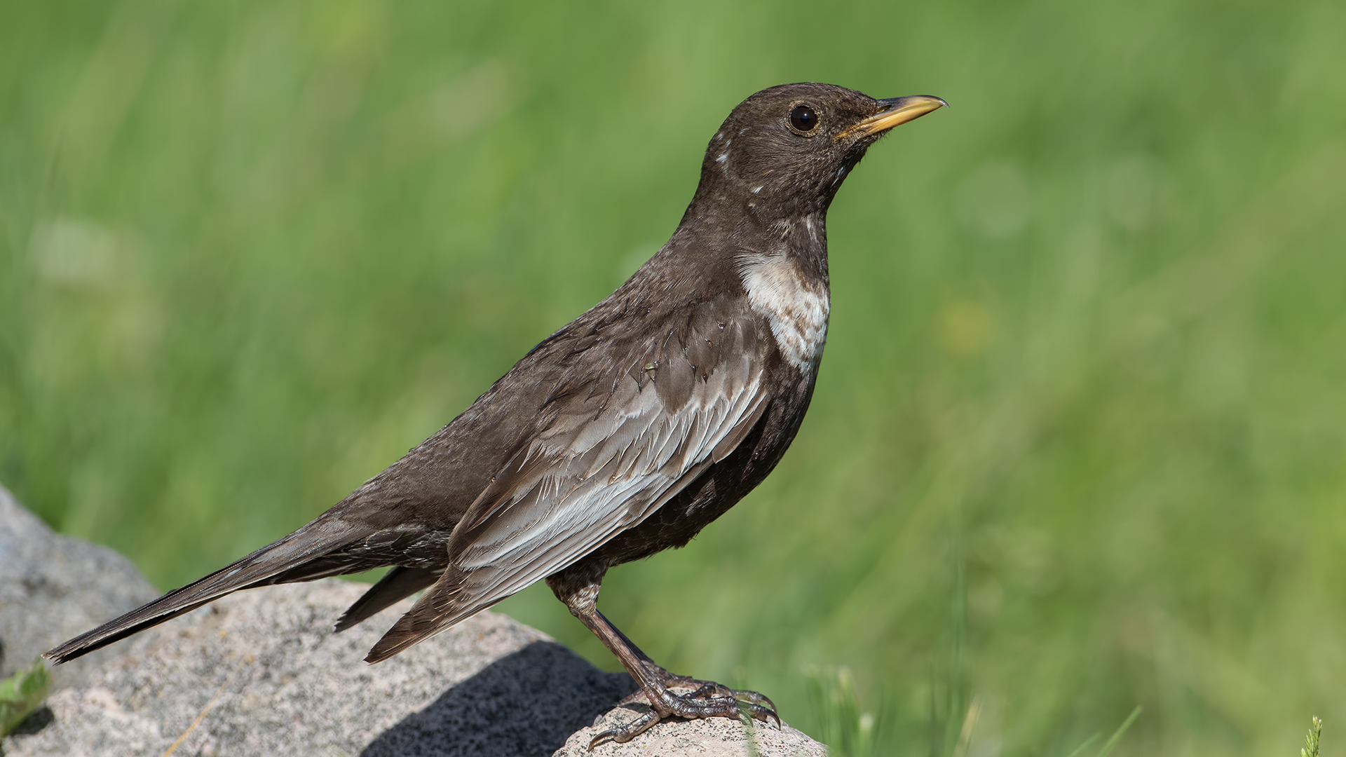 Boğmaklı ardıç » Ring Ouzel » Turdus torquatus