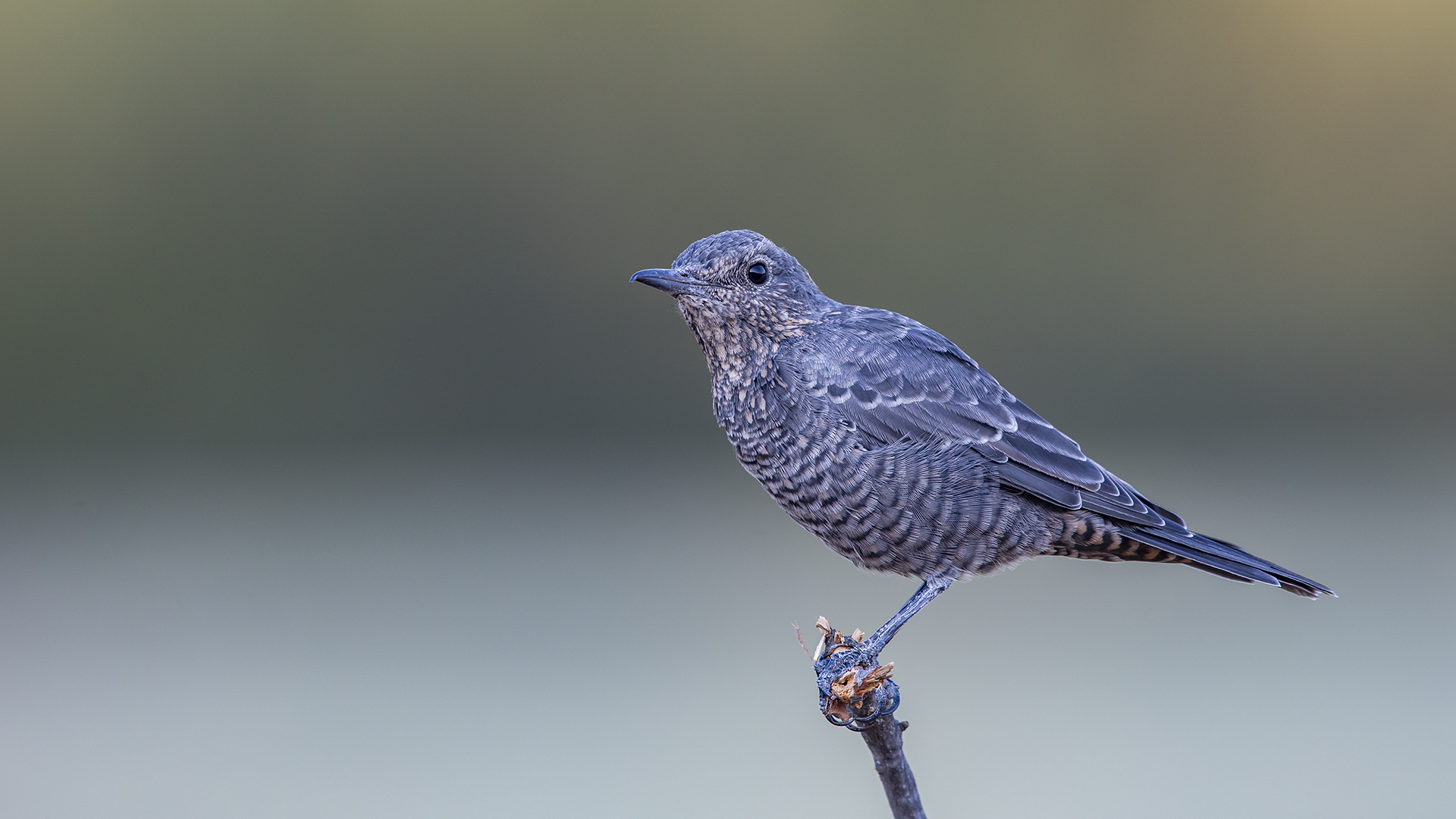 Gökardıç » Blue Rock Thrush » Monticola solitarius