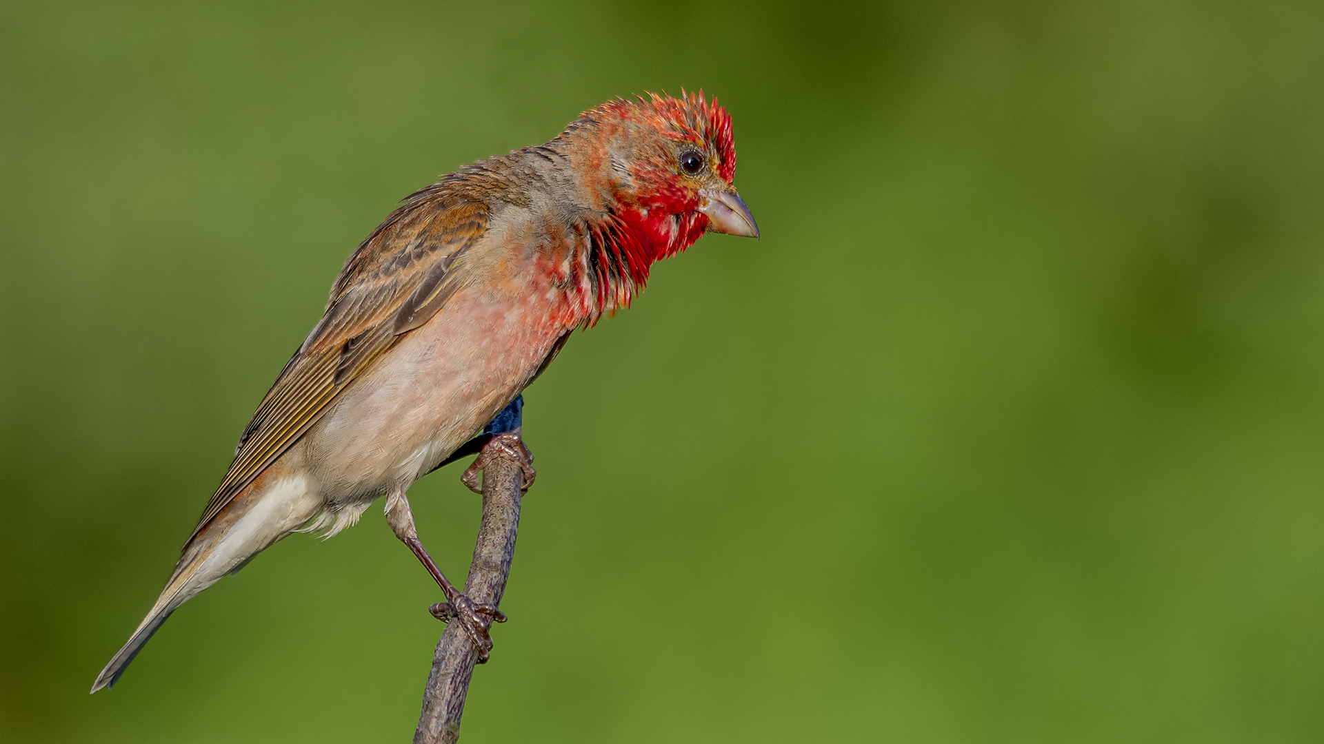 Çütre » Common Rosefinch » Carpodacus erythrinus