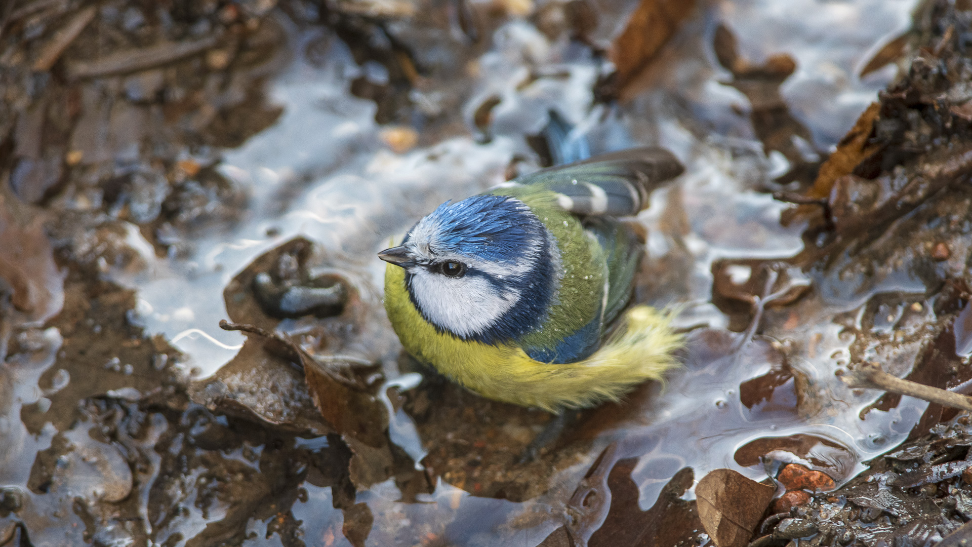 Mavi baştankara » Eurasian Blue Tit » Cyanistes caeruleus