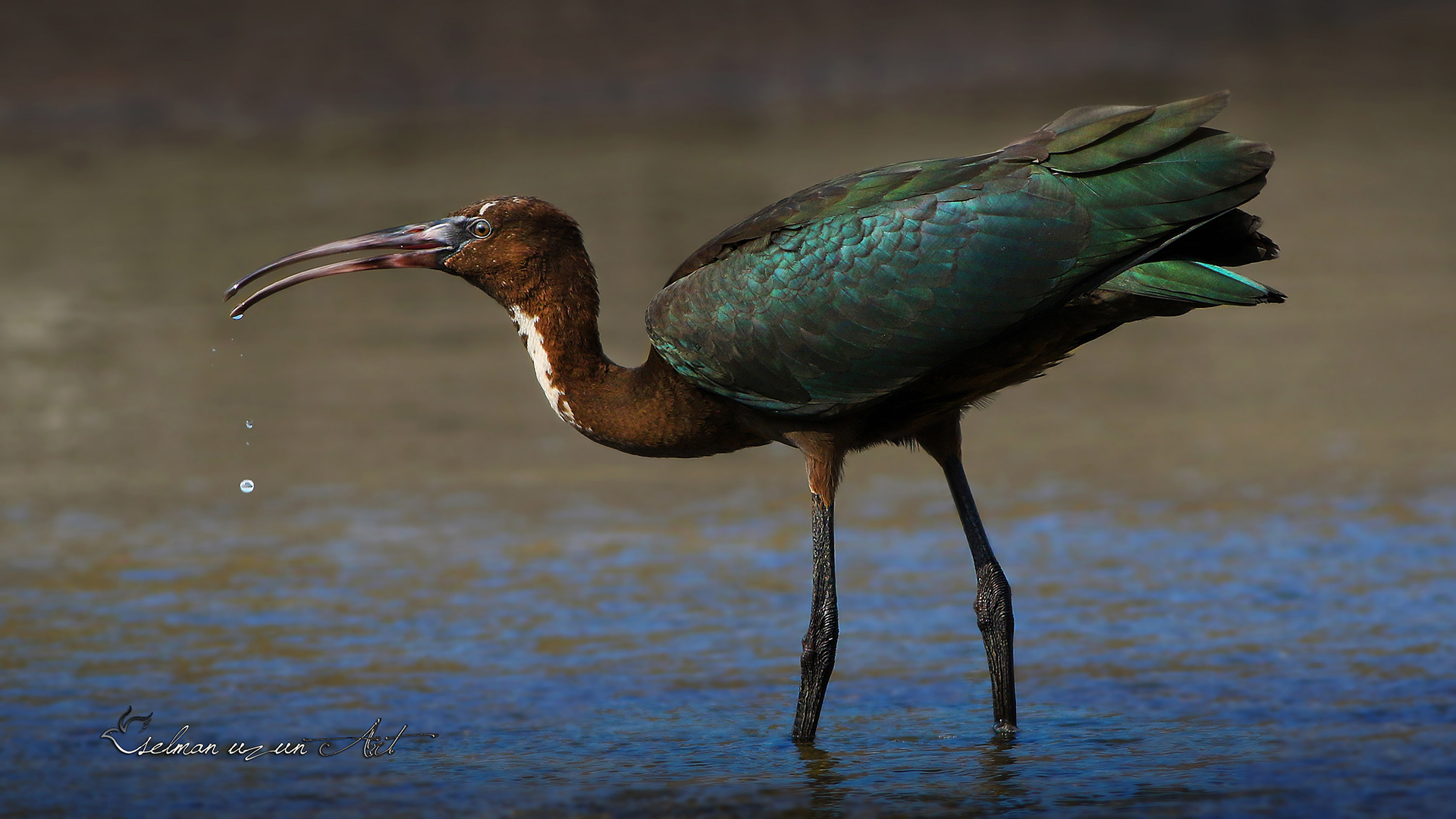 Çeltikçi » Glossy Ibis » Plegadis falcinellus