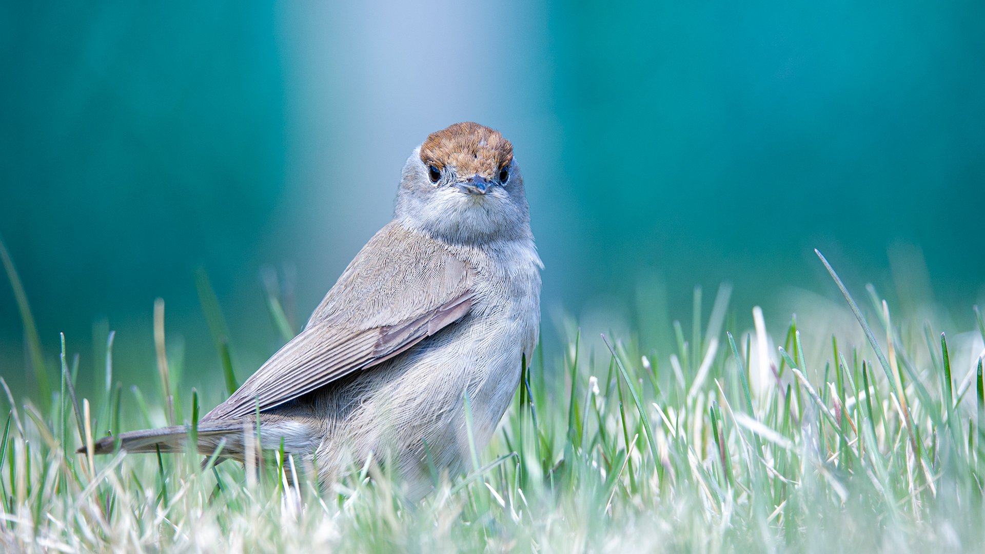 Karabaşlı ötleğen » Eurasian Blackcap » Sylvia atricapilla