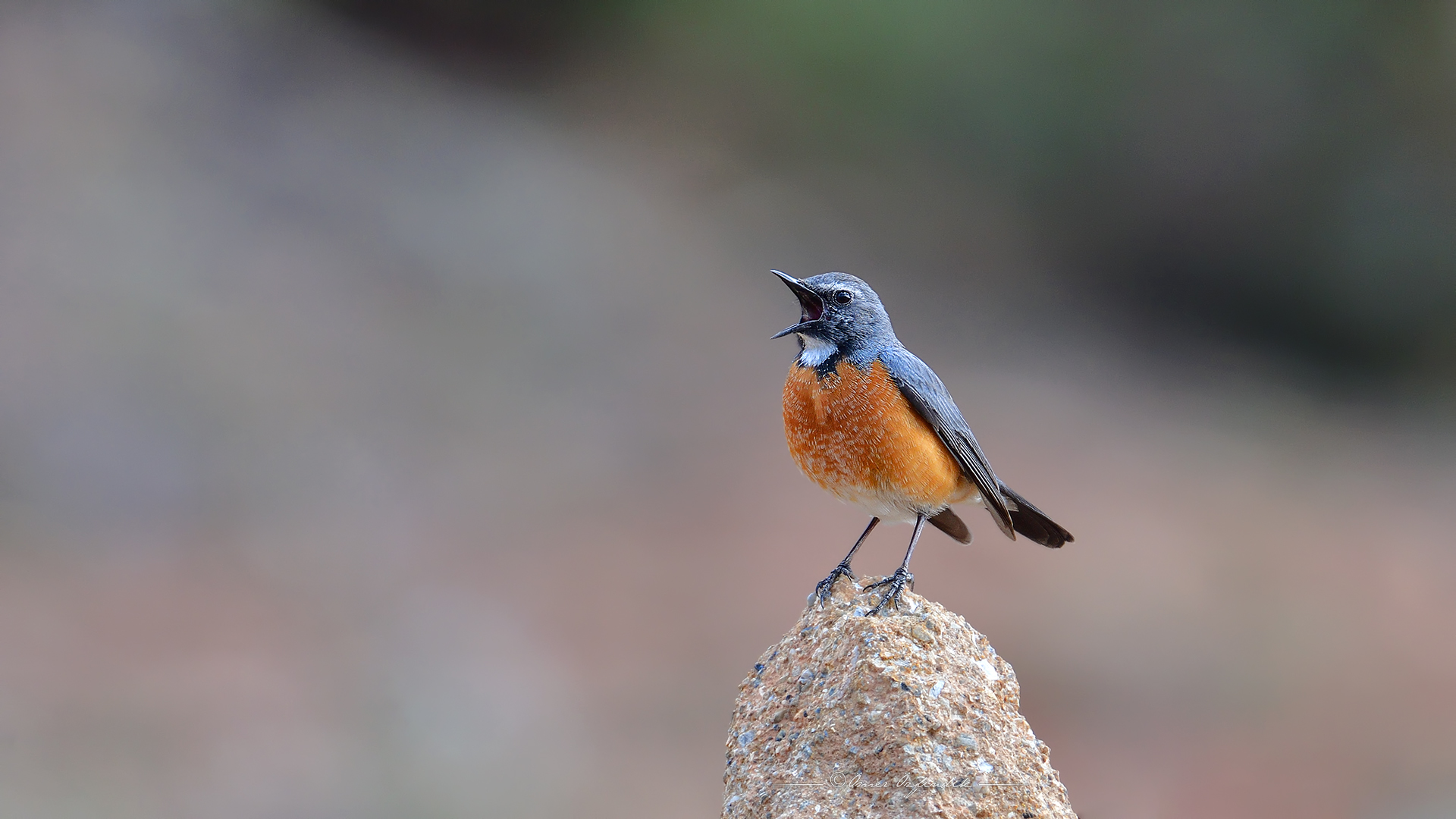 Taşbülbülü » White-throated Robin » Irania gutturalis