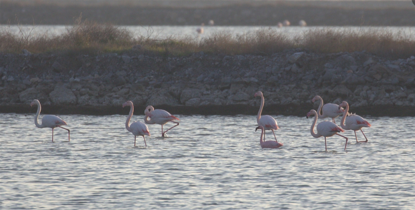 Küçük flamingo