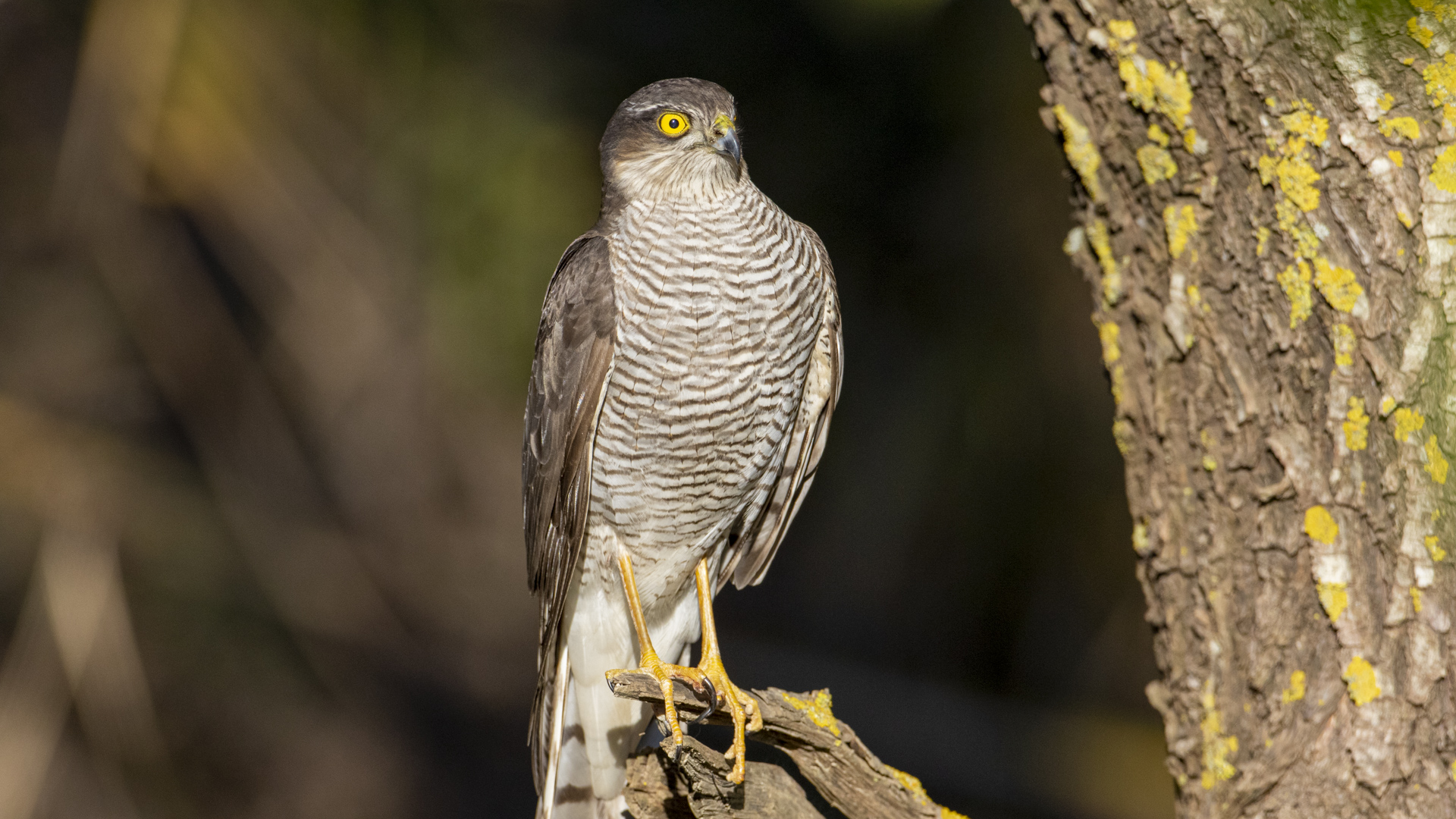 Atmaca » Eurasian Sparrowhawk » Accipiter nisus