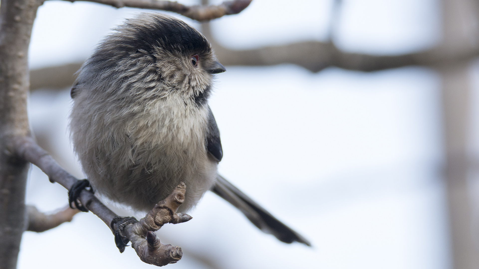 Uzunkuyruklu baştankara » Long-tailed Tit » Aegithalos caudatus