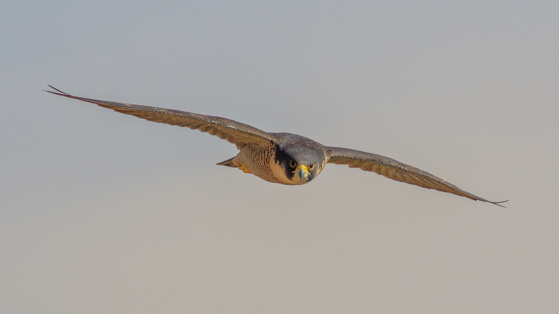 Gök doğan » Peregrine Falcon » Falco peregrinus