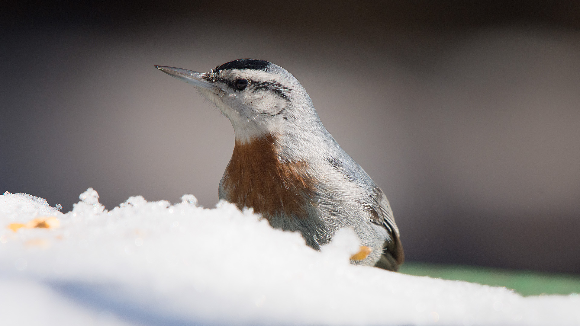 Anadolu sıvacısı » Krüper`s Nuthatch » Sitta krueperi