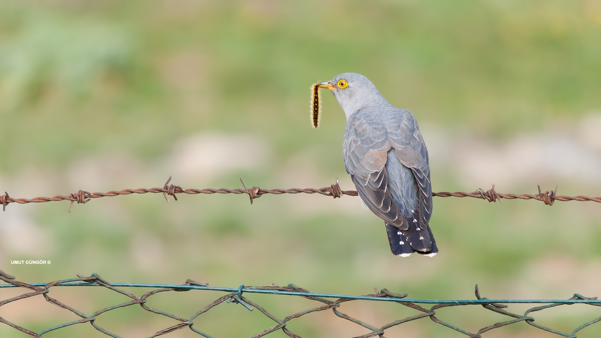 Guguk » Common Cuckoo » Cuculus canorus