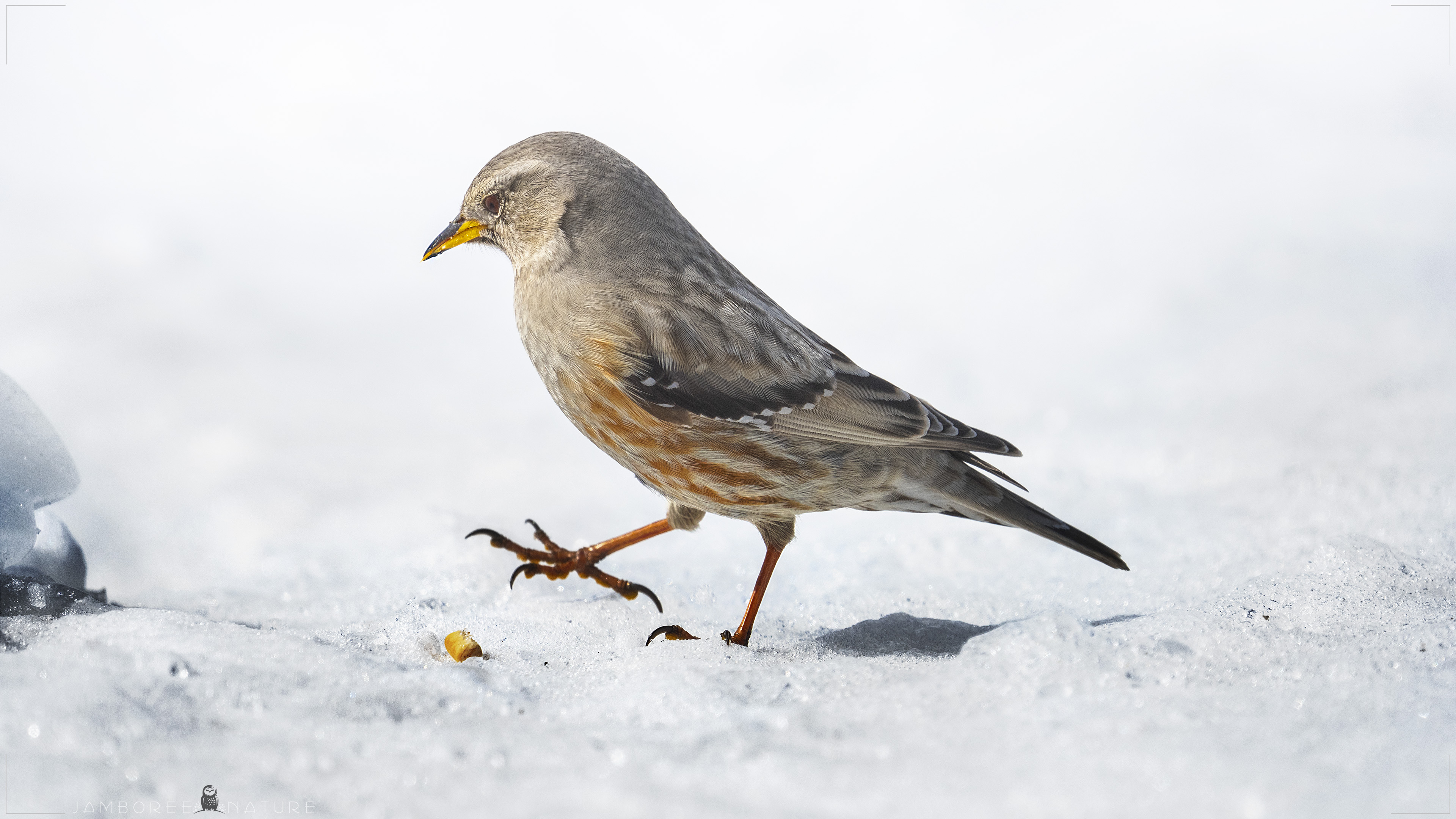 Büyük dağbülbülü » Alpine Accentor » Prunella collaris