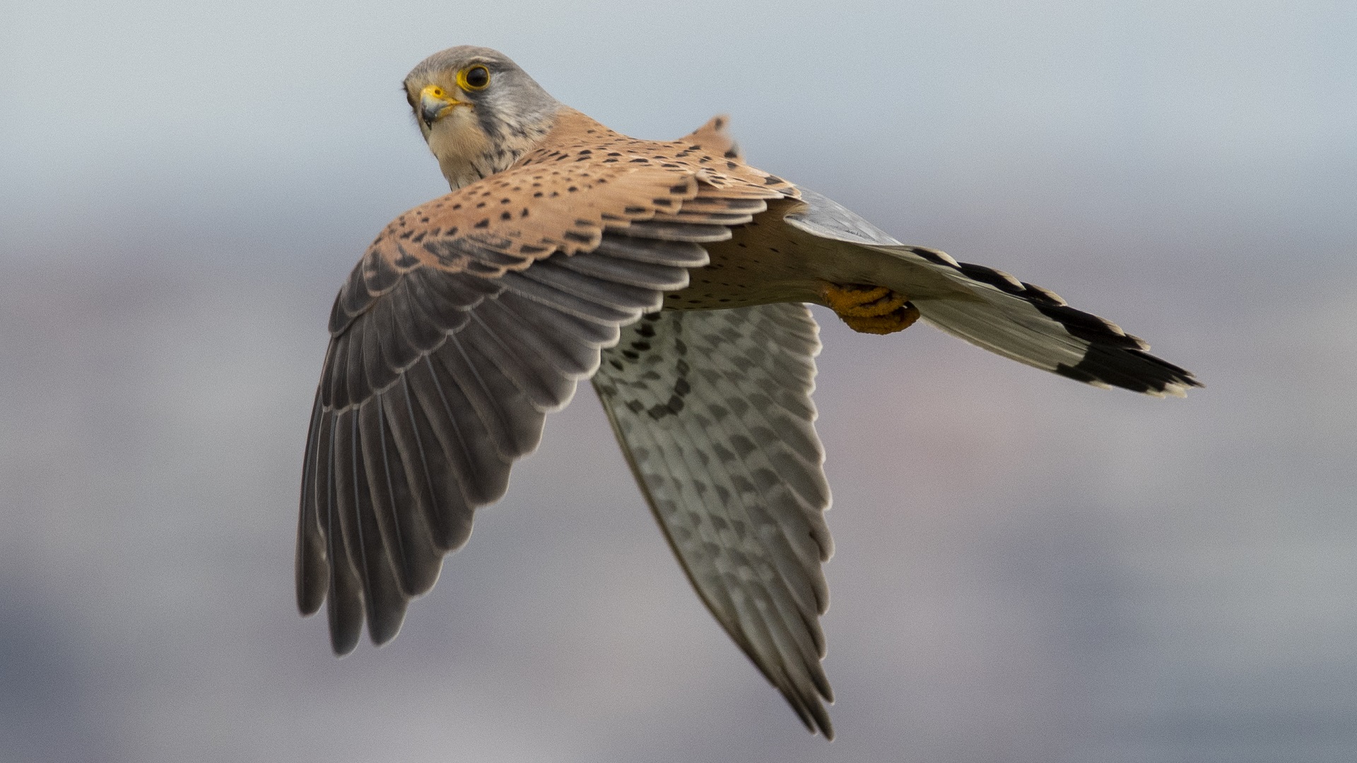 Kerkenez » Common Kestrel » Falco tinnunculus