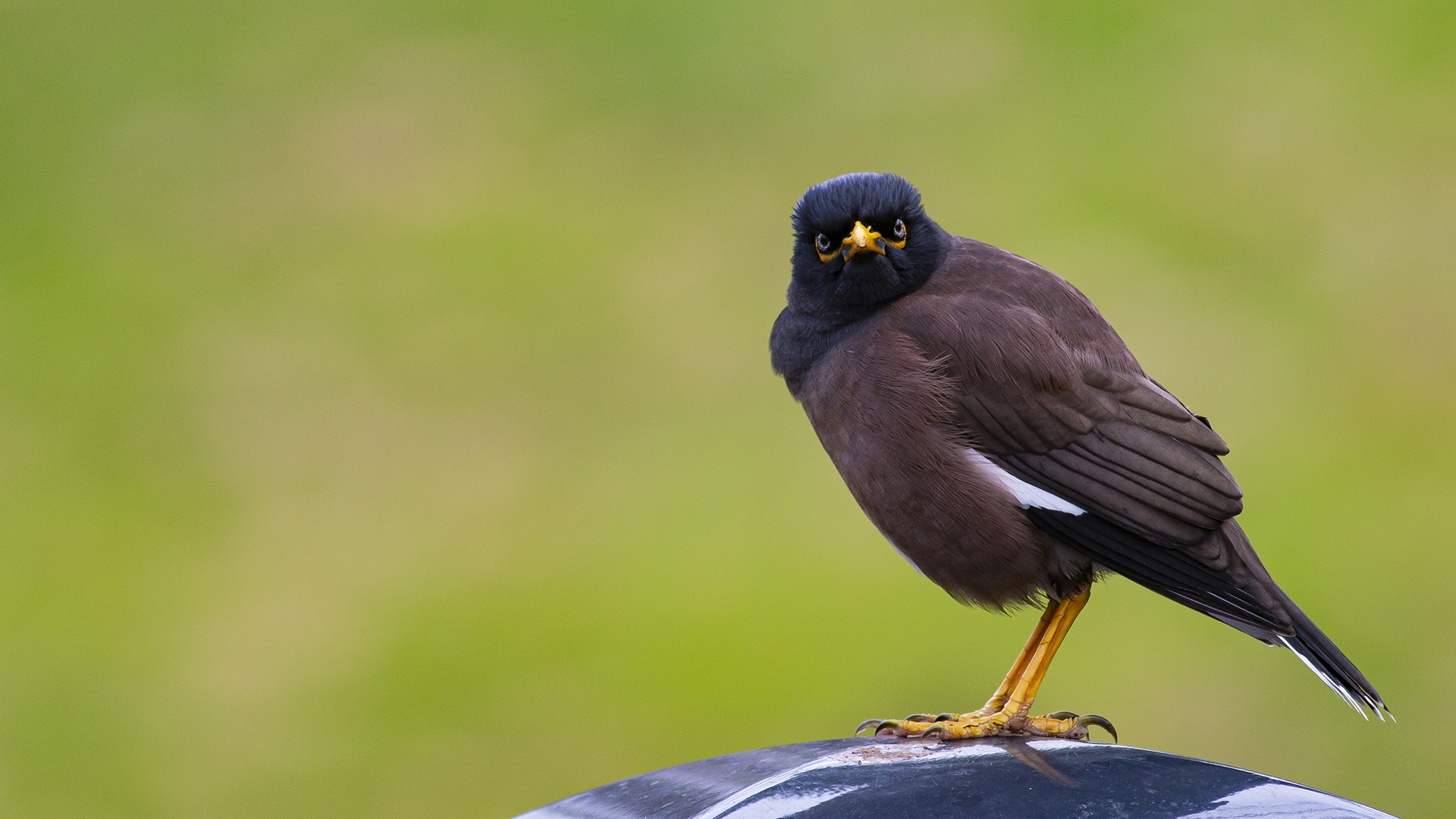 Çiğdeci » Common Myna » Acridotheres tristis