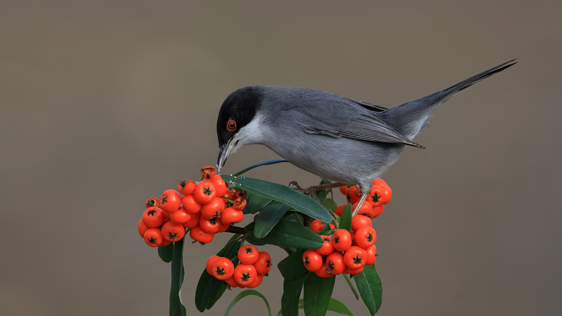 Maskeli ötleğen » Sardinian Warbler » Sylvia melanocephala