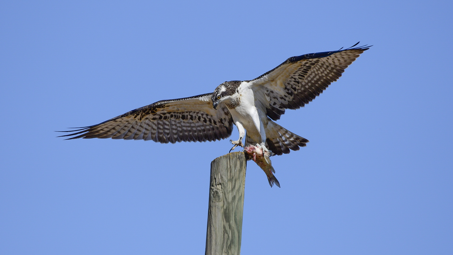 Balık kartalı » Western Osprey » Pandion haliaetus