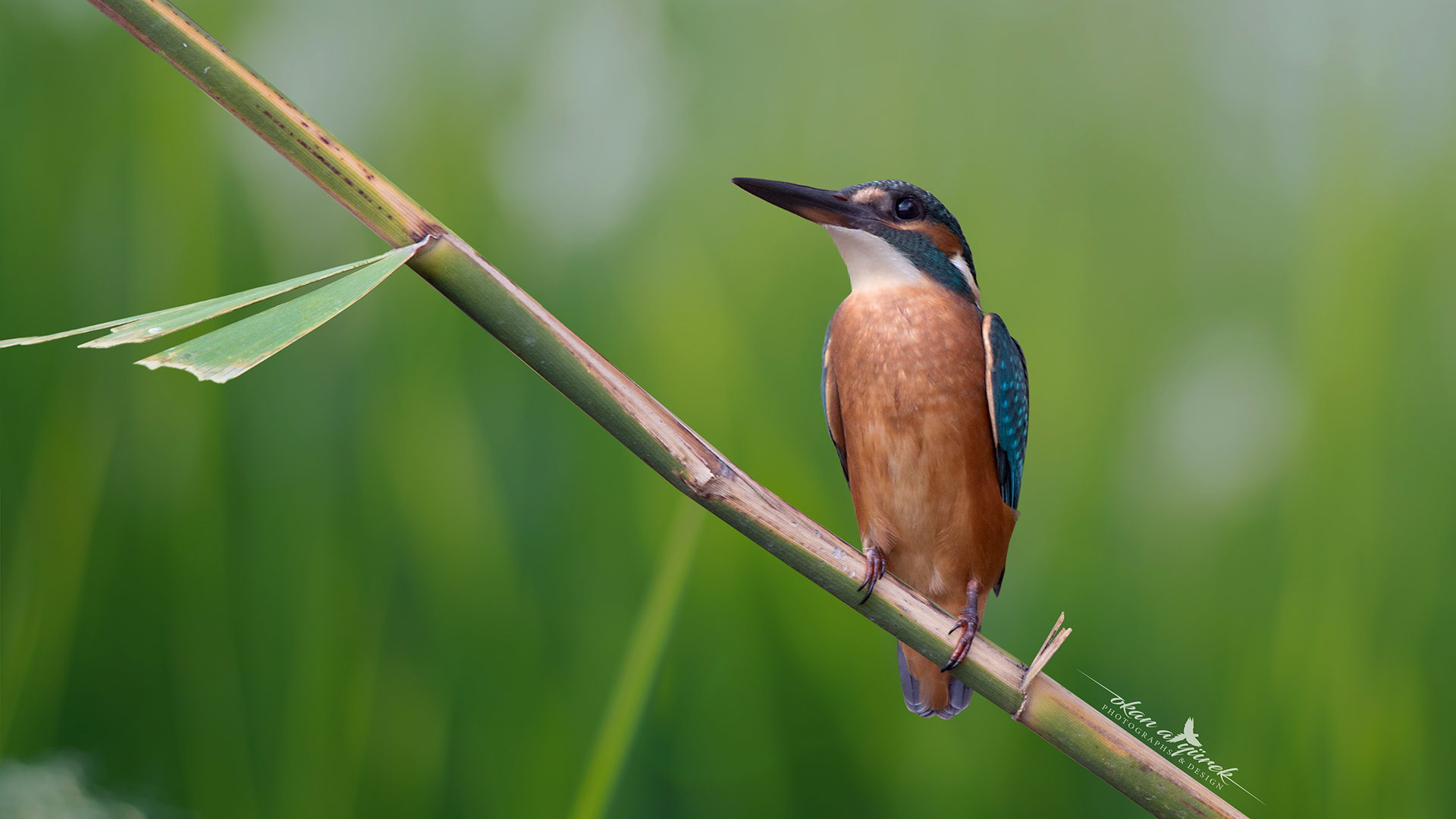 Yalıçapkını » Common Kingfisher » Alcedo atthis