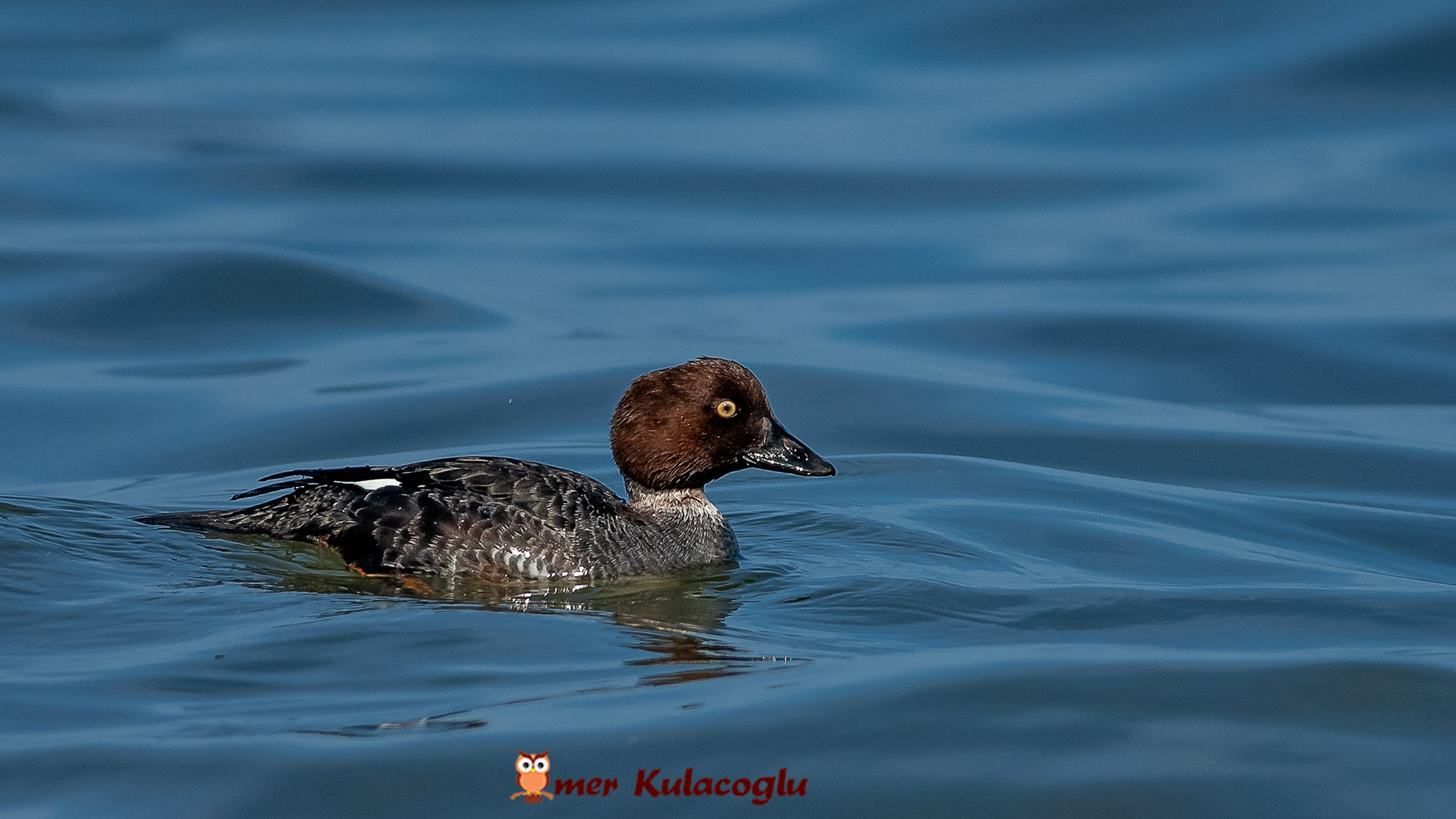 Altıngöz » Common Goldeneye » Bucephala clangula