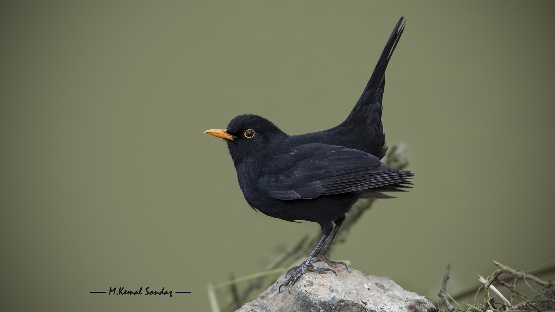 Karatavuk » Common Blackbird » Turdus merula