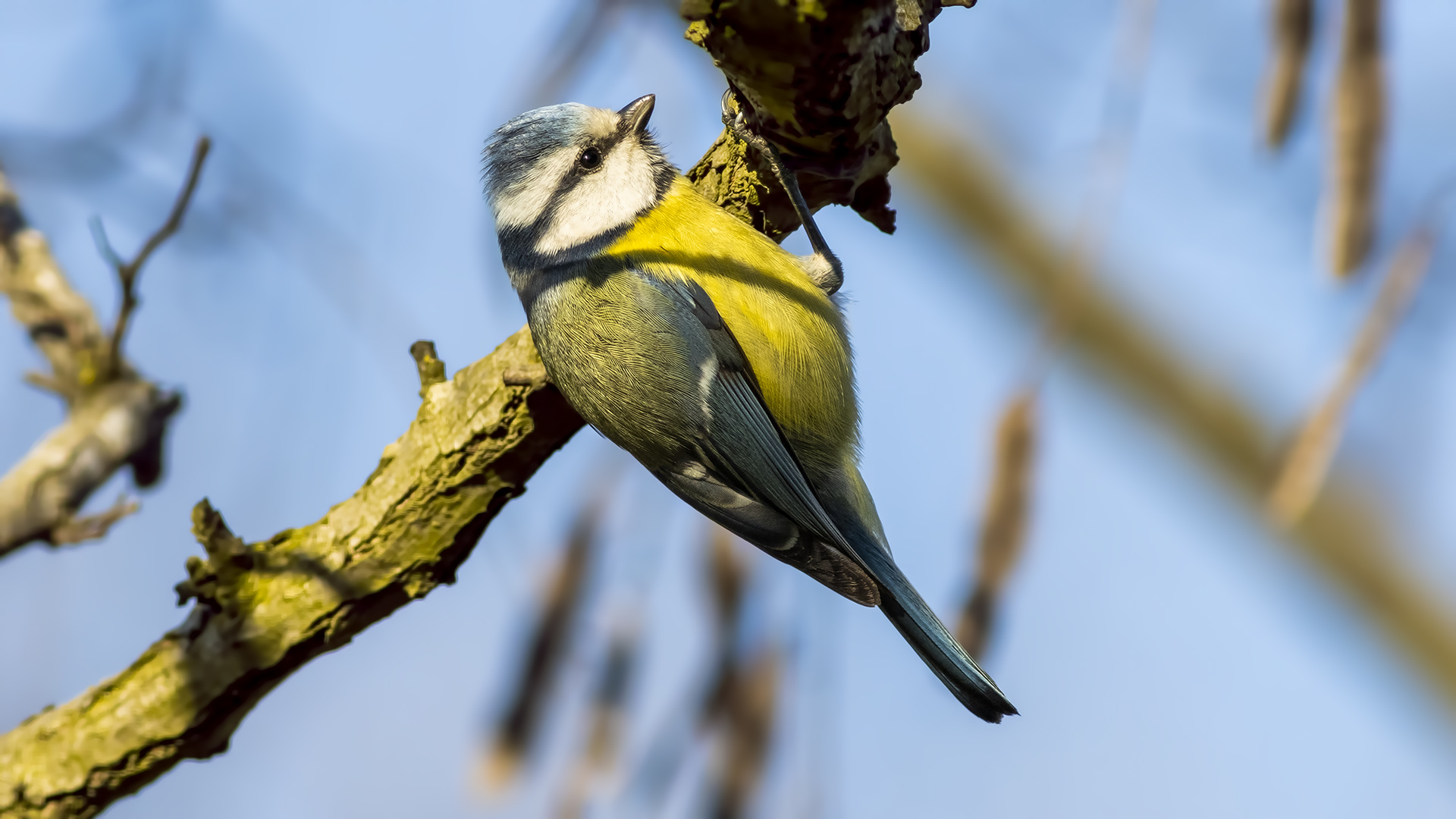 Mavi baştankara » Eurasian Blue Tit » Cyanistes caeruleus