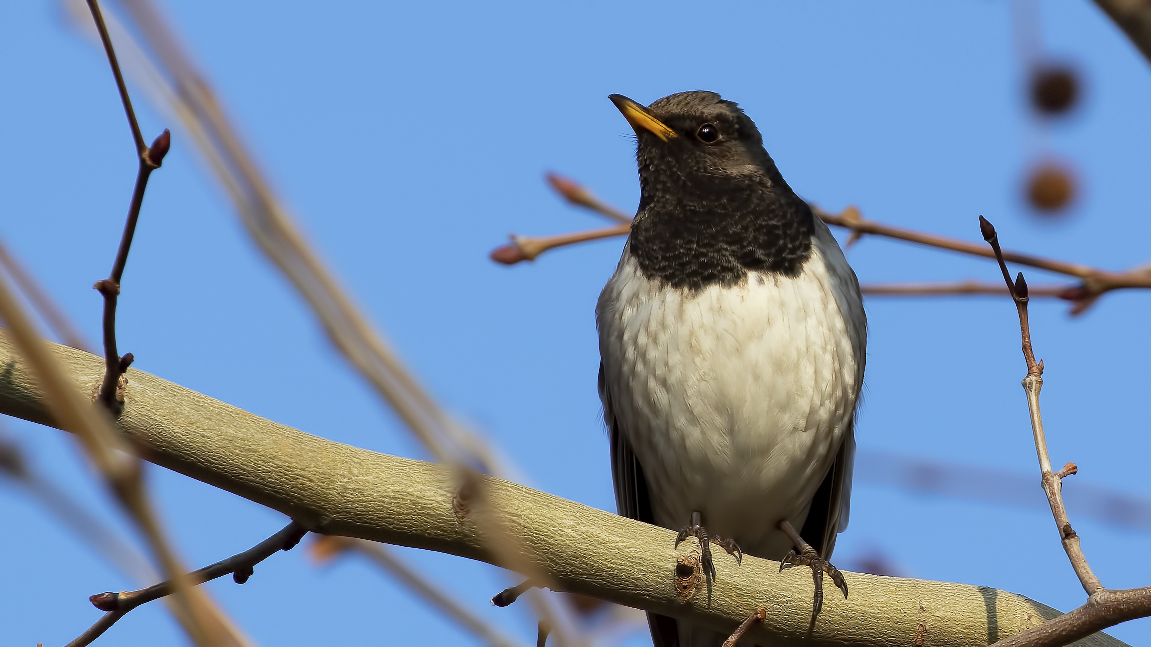 Karagerdanlı ardıç » Black-throated Thrush » Turdus atrogularis