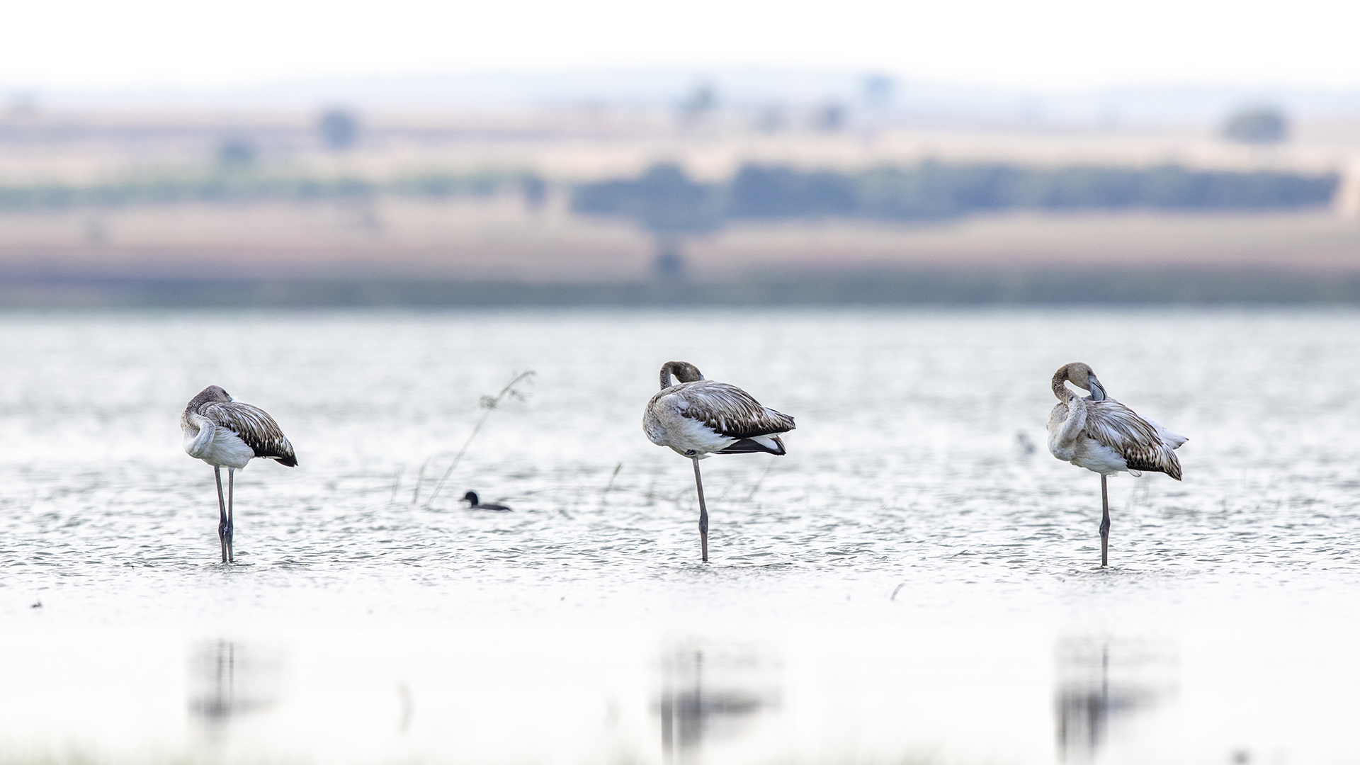 Flamingo » Greater Flamingo » Phoenicopterus roseus