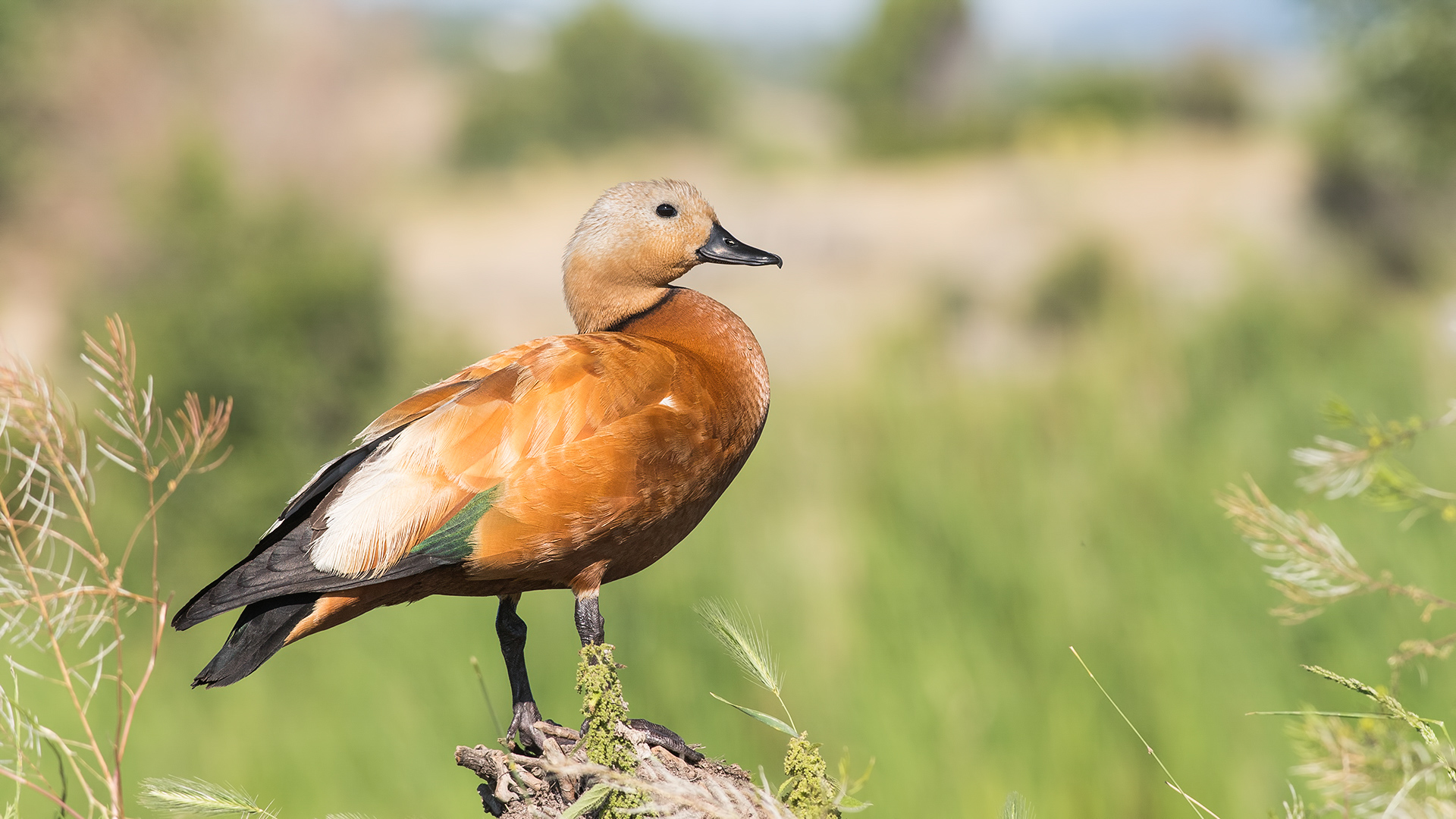 Angıt » Ruddy Shelduck » Tadorna ferruginea