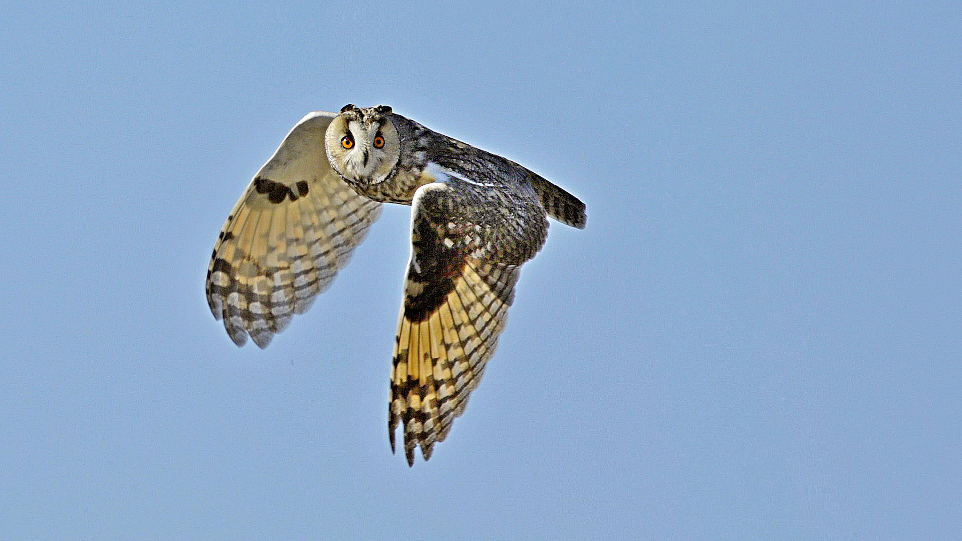 Kulaklı orman baykuşu » Long-eared Owl » Asio otus