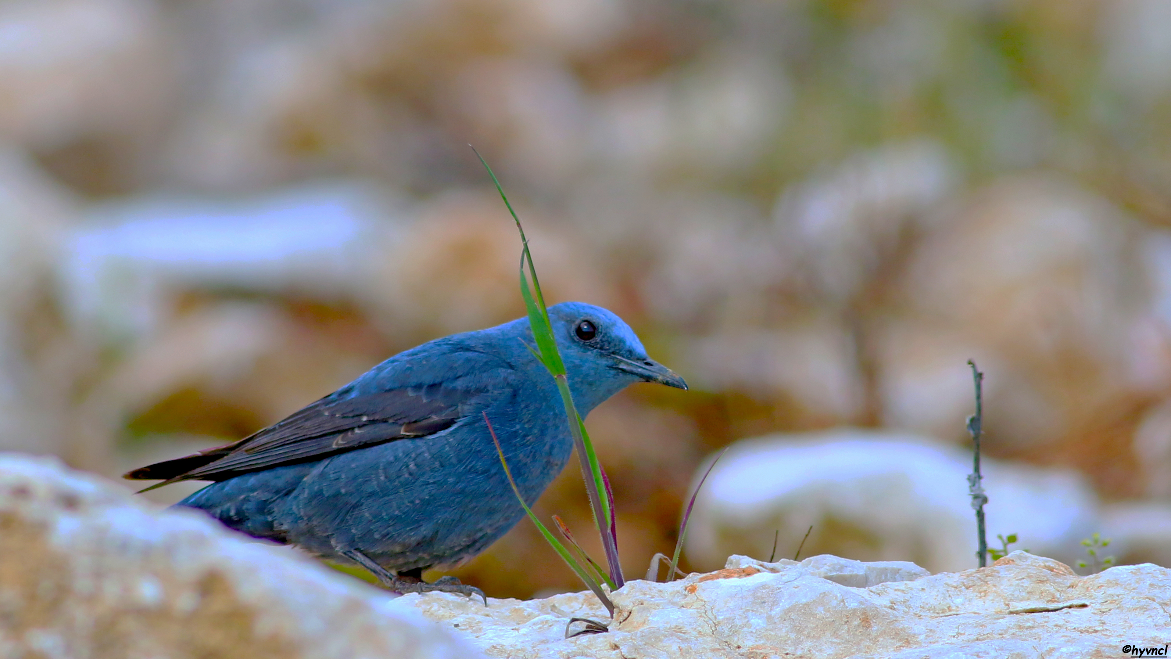 Gökardıç » Blue Rock Thrush » Monticola solitarius