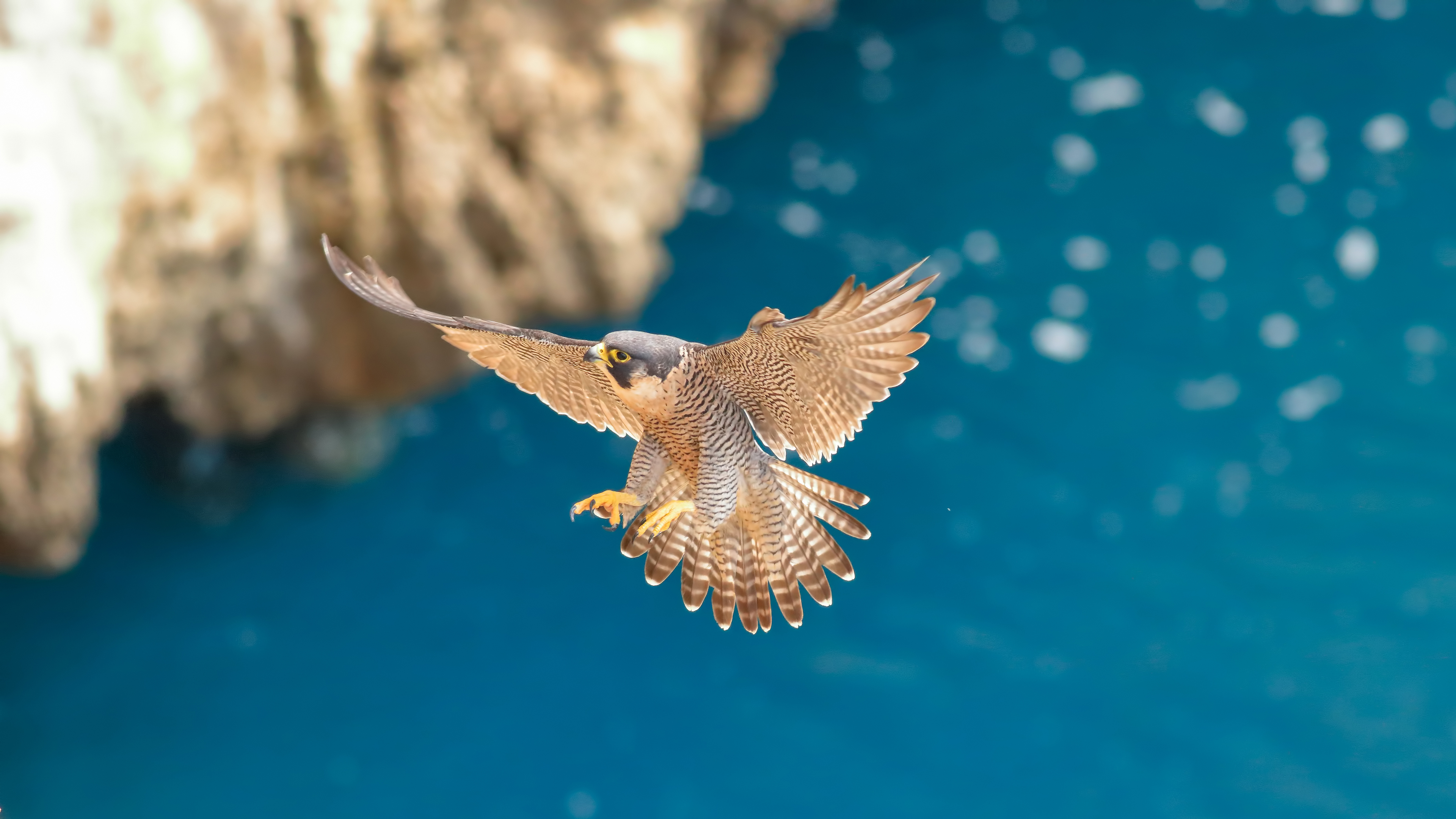 Gök doğan » Peregrine Falcon » Falco peregrinus