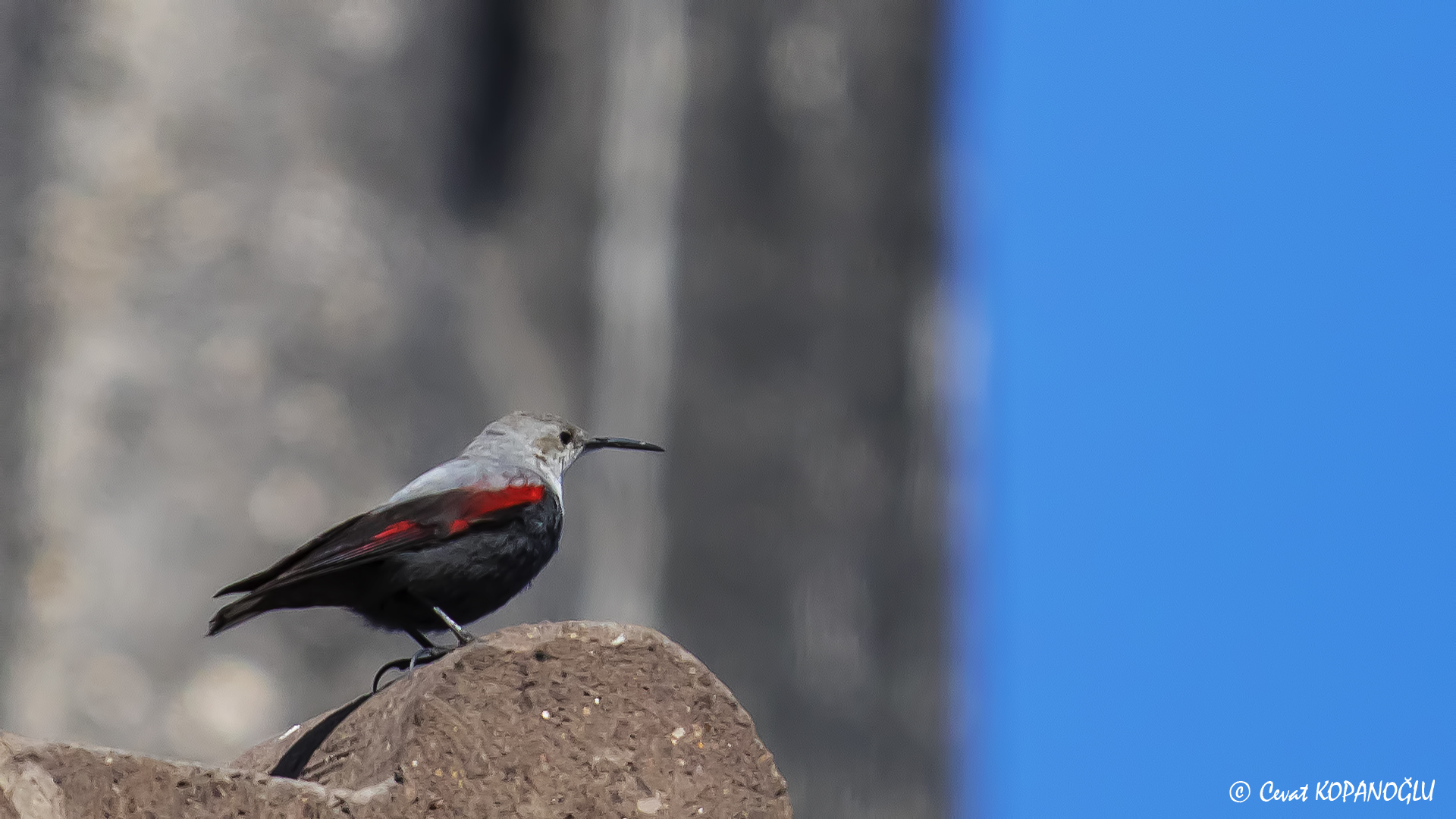 Duvar tırmaşıkkuşu » Wallcreeper » Tichodroma muraria