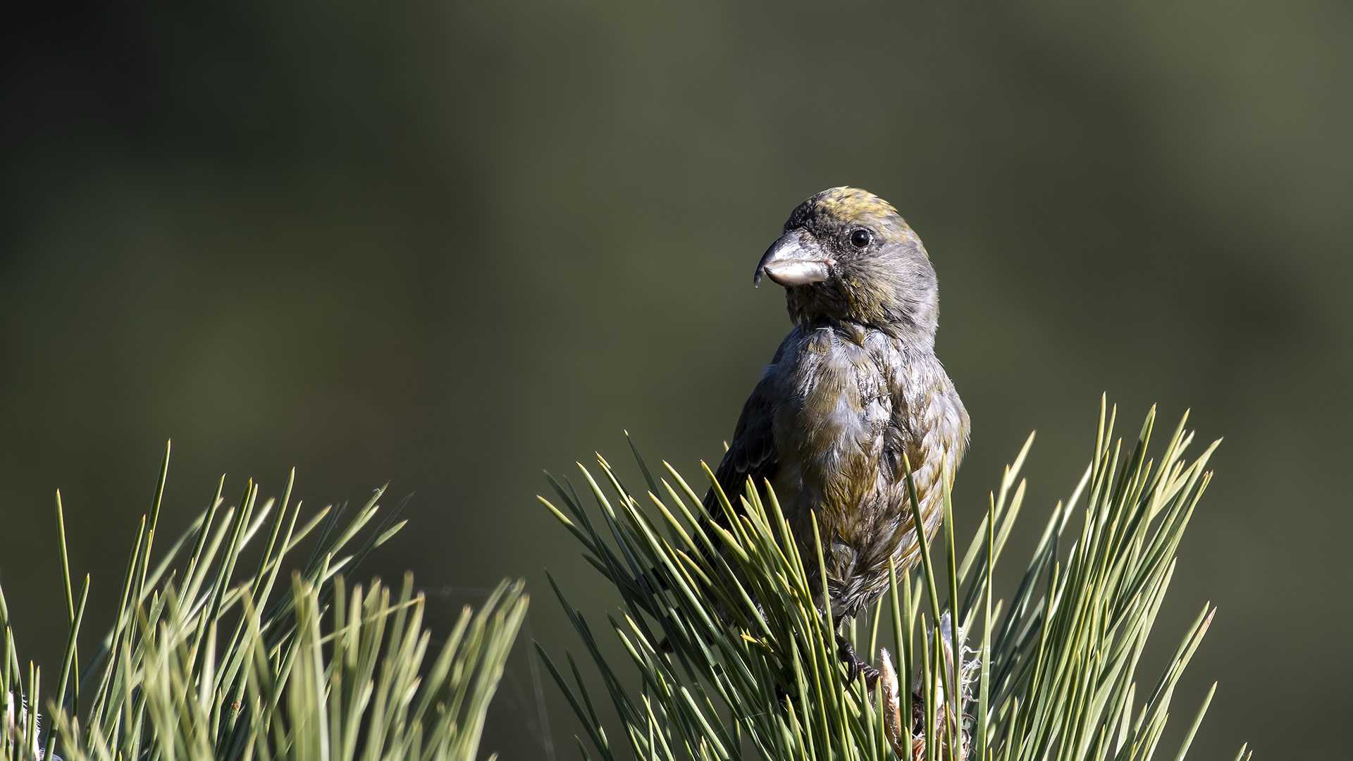 Çaprazgaga » Red Crossbill » Loxia curvirostra