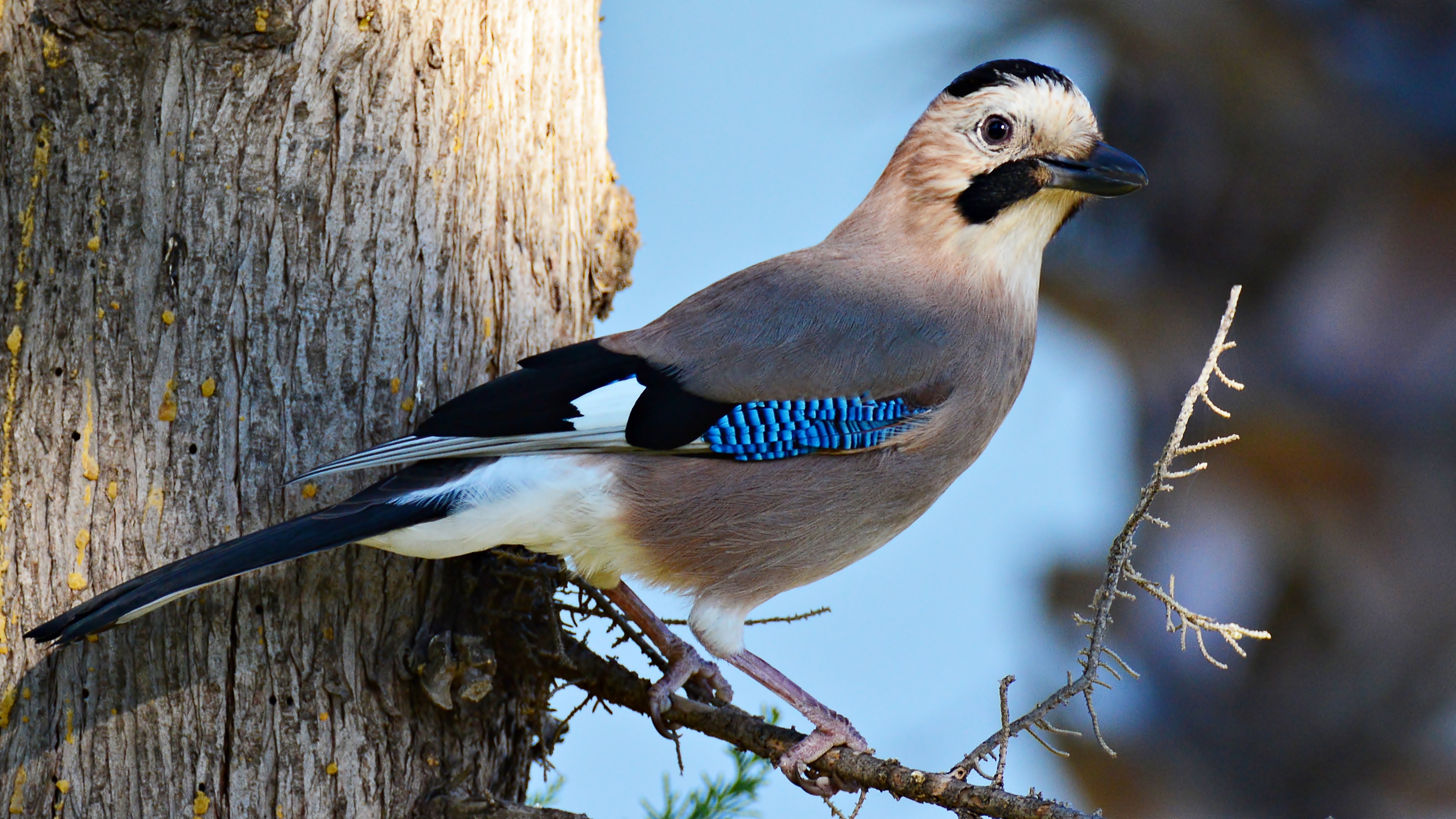 Alakarga » Eurasian Jay » Garrulus glandarius