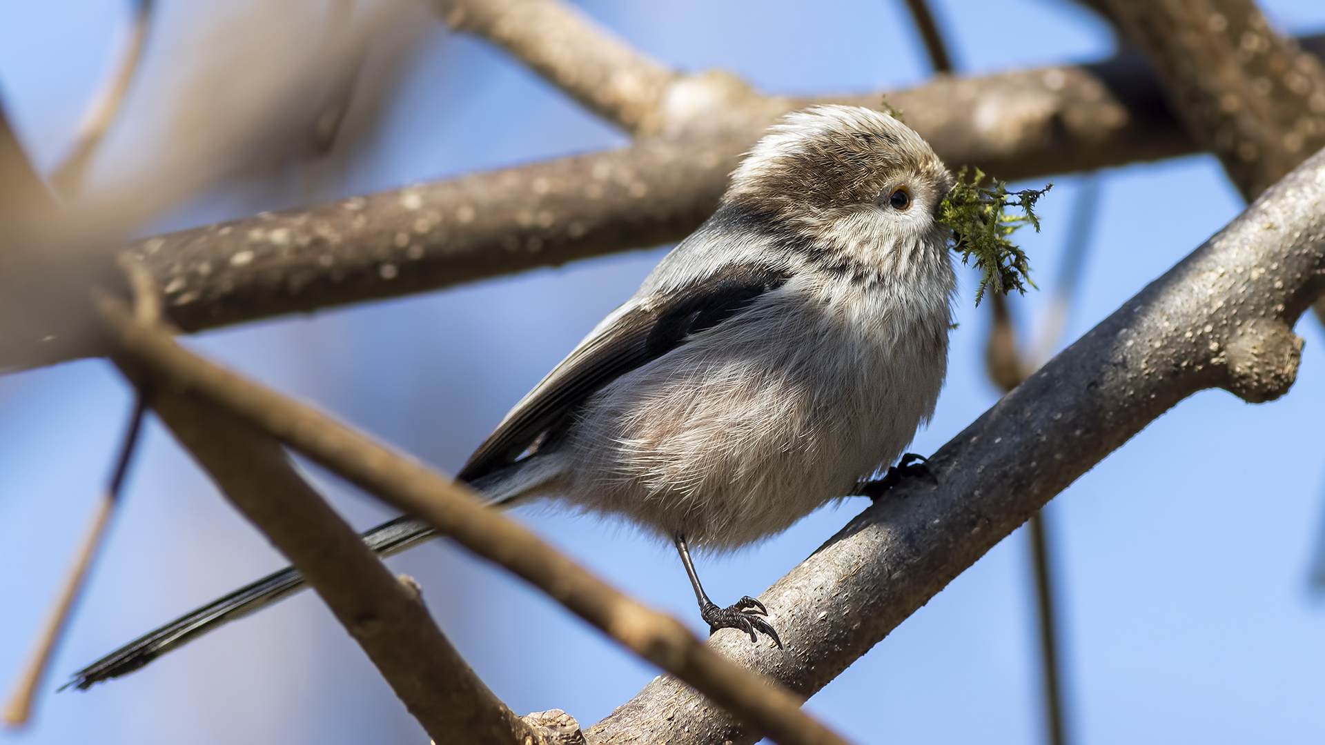 Uzunkuyruklu baştankara » Long-tailed Tit » Aegithalos caudatus