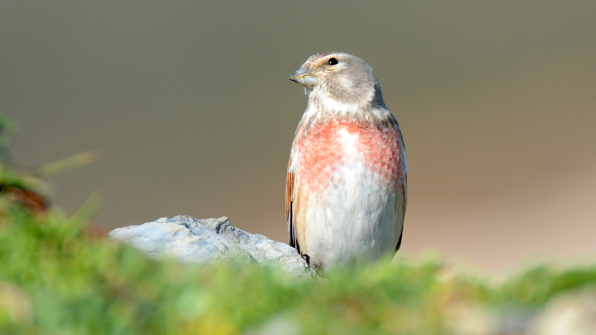 Ketenkuşu » Common Linnet » Linaria cannabina