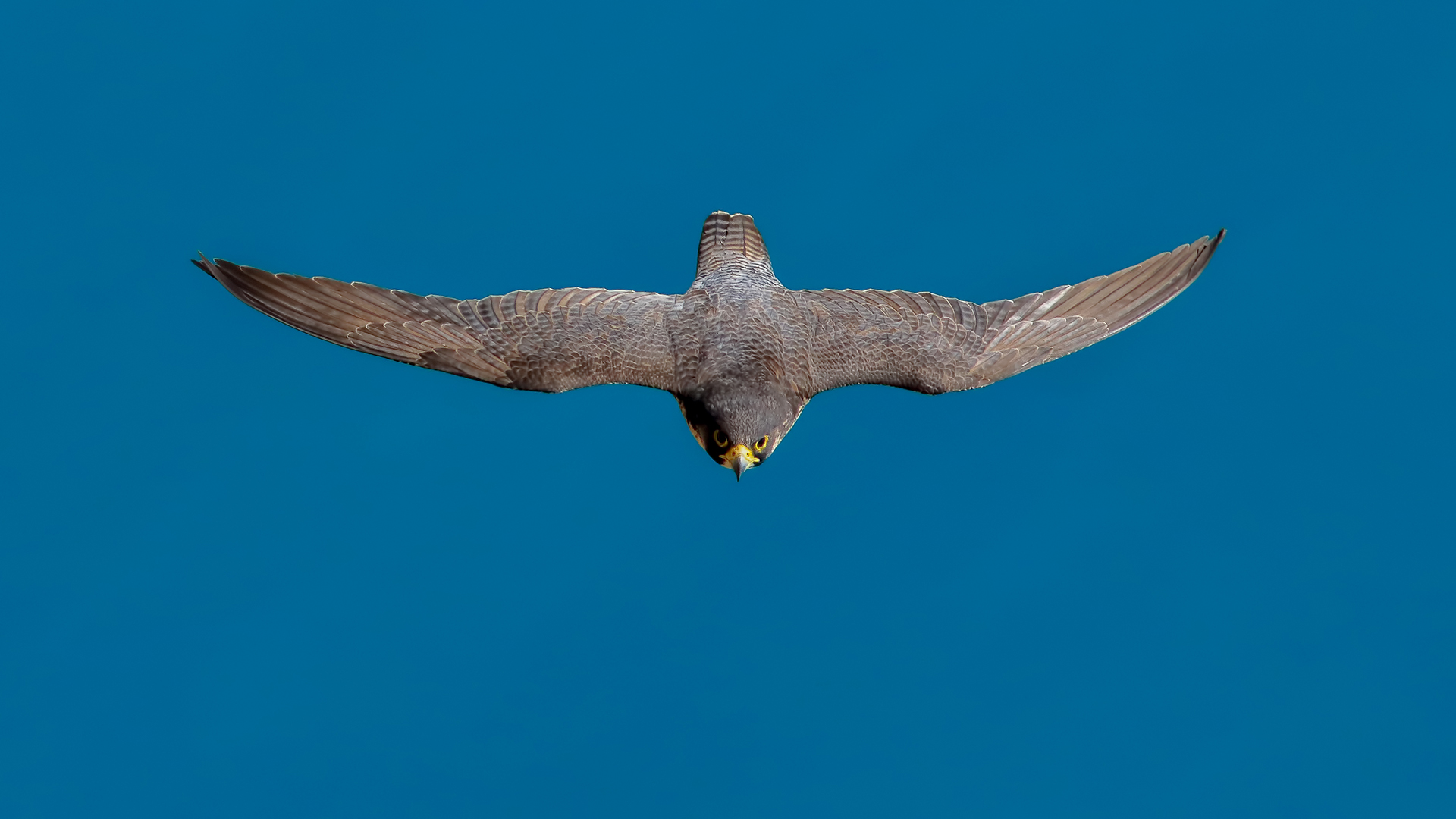 Gök doğan » Peregrine Falcon » Falco peregrinus