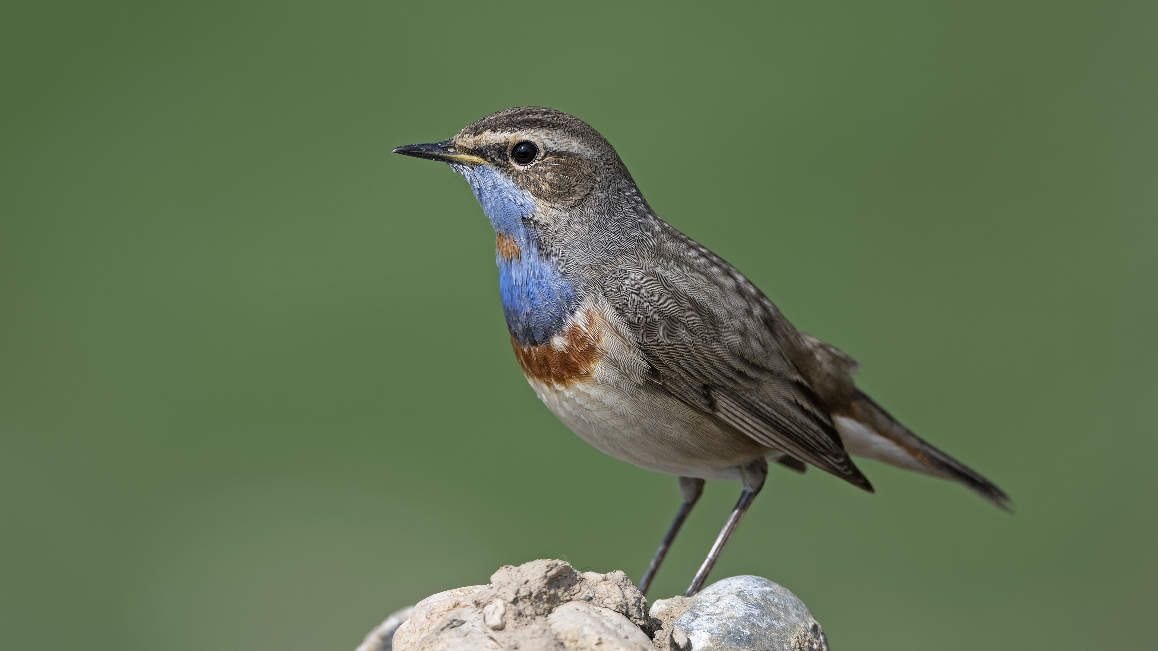 Mavigerdan » Bluethroat » Luscinia svecica